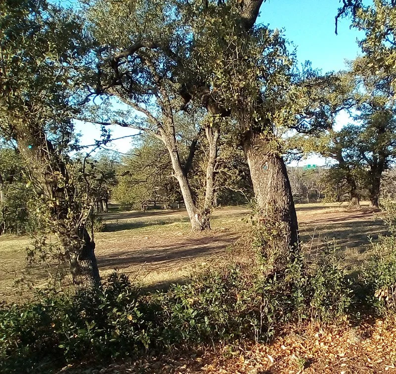 live oak trees with seedlings