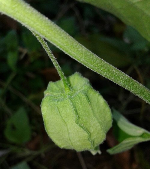 A Plant That Makes Lanterns