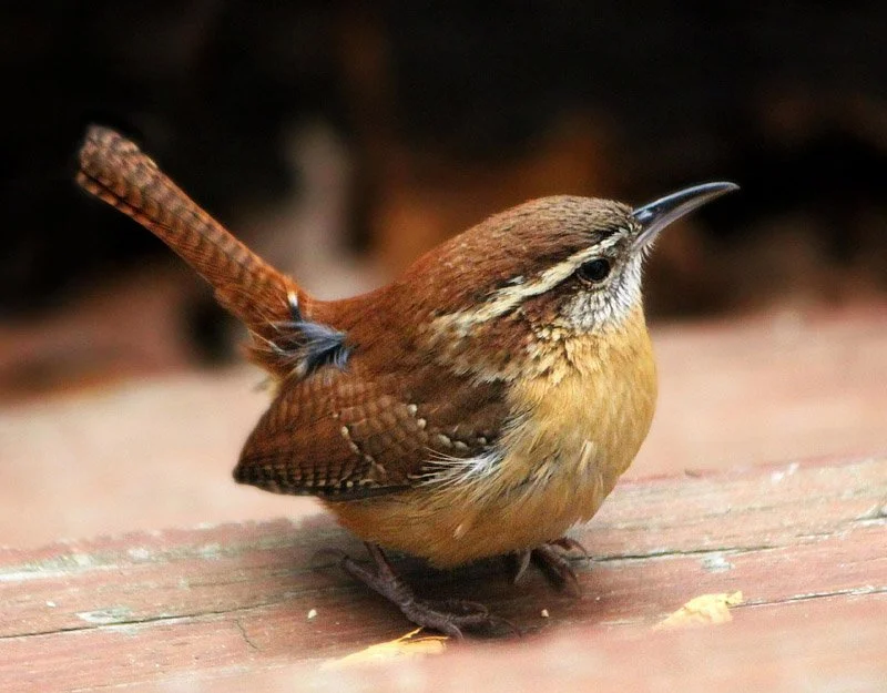 The Indomitable Wren