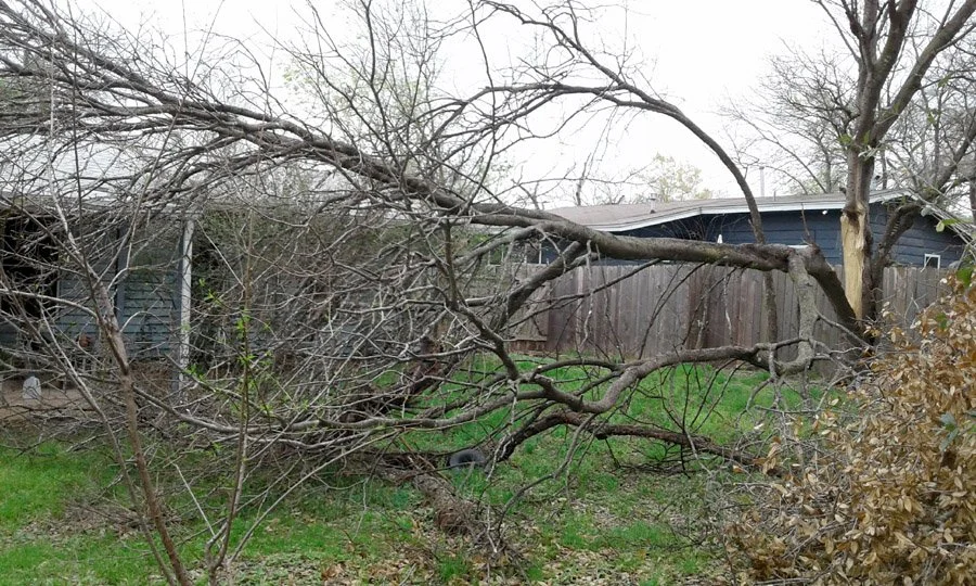 Life among the Tree Limbs