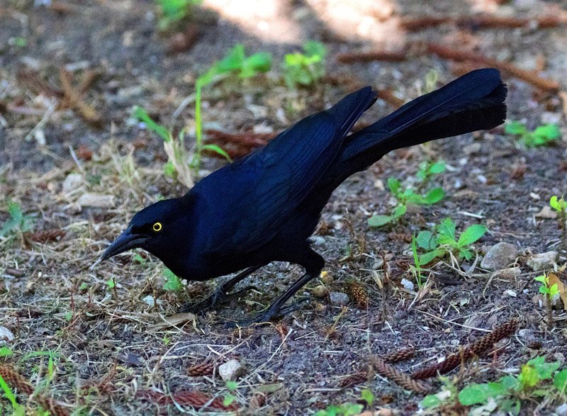 Grackle—the Obnoxious Bird with a Good Side