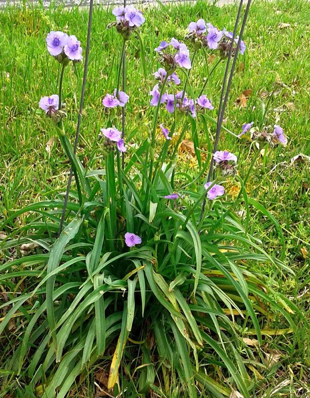 Managing Spiderwort