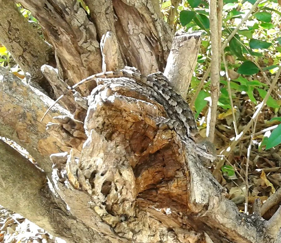 Back Porch Lizard Pal