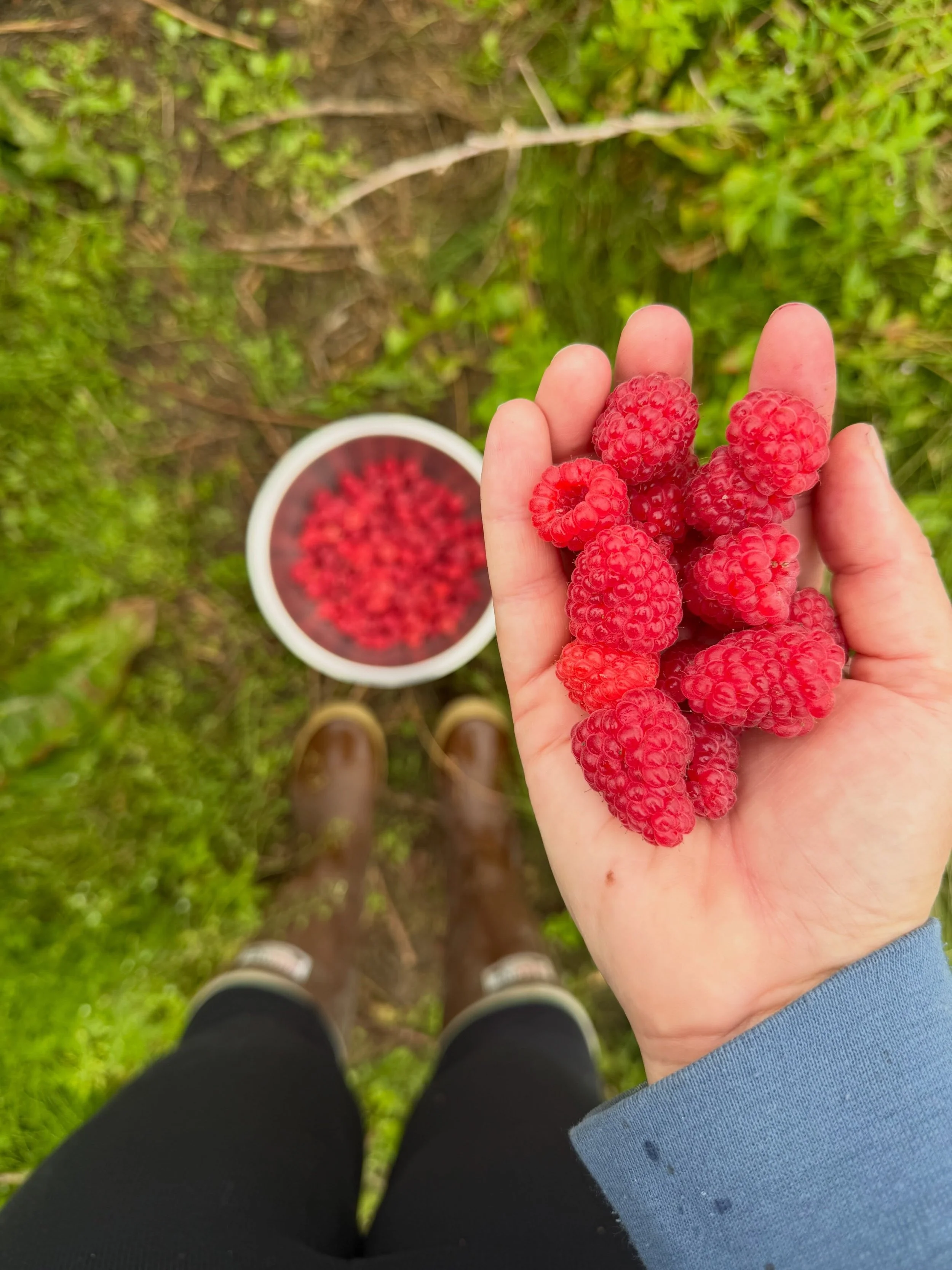 It&rsquo;s harvest time on the homestead. So thankful for this summer, this season, and for good neighbors and friends always sharing their harvests. 

If you are ever feeling overly stimulated, go pick produce in a greenhouse in the pouring rain. I&