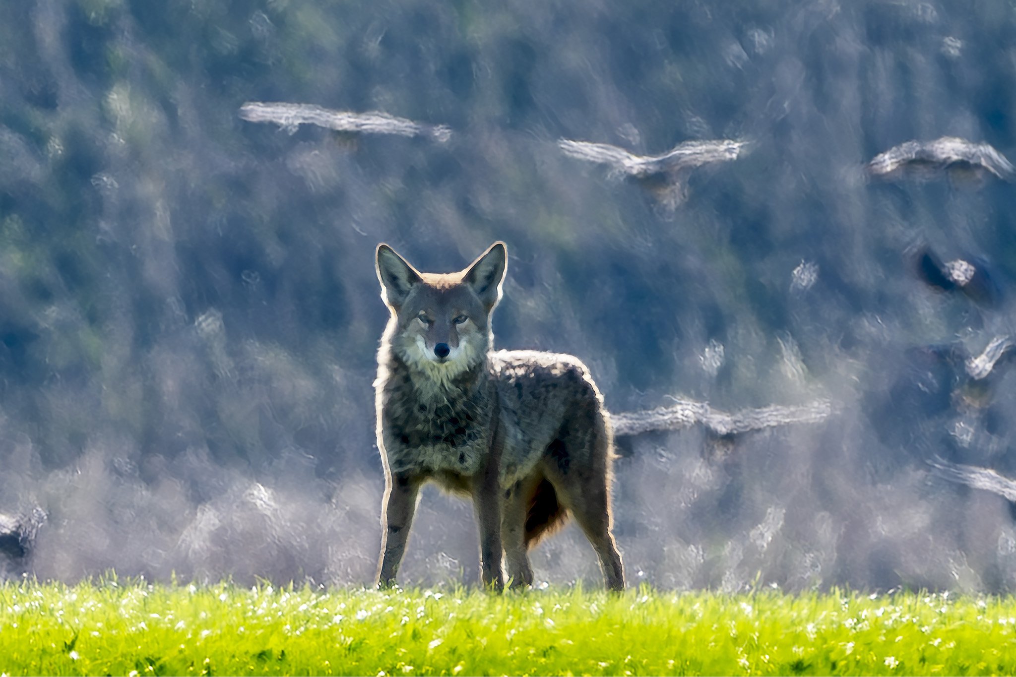 Baskett Slough National Wildlife Refuge, Oregon — Coyote observing geese.