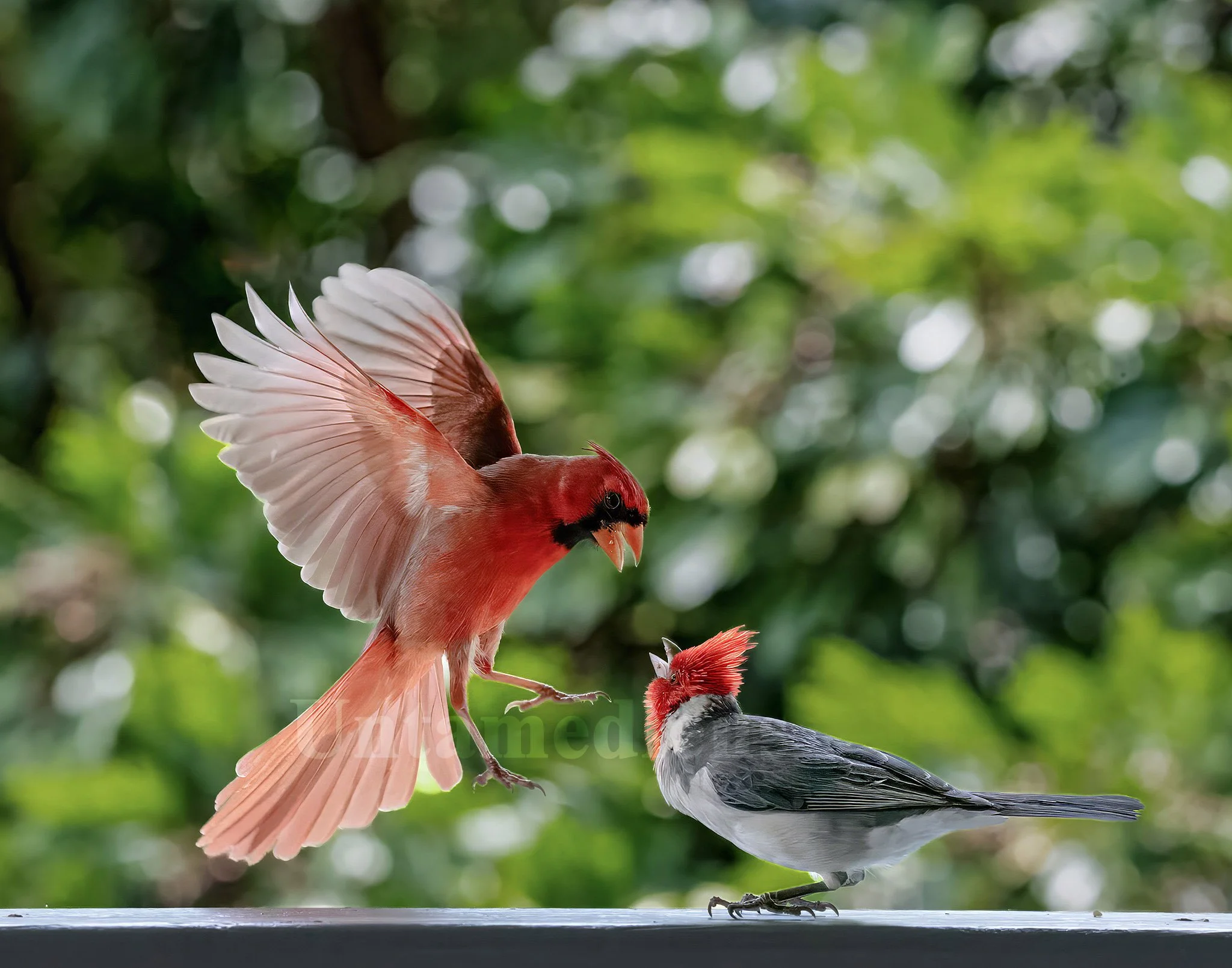 A Moment of Defiance 
 Northern cardinals 