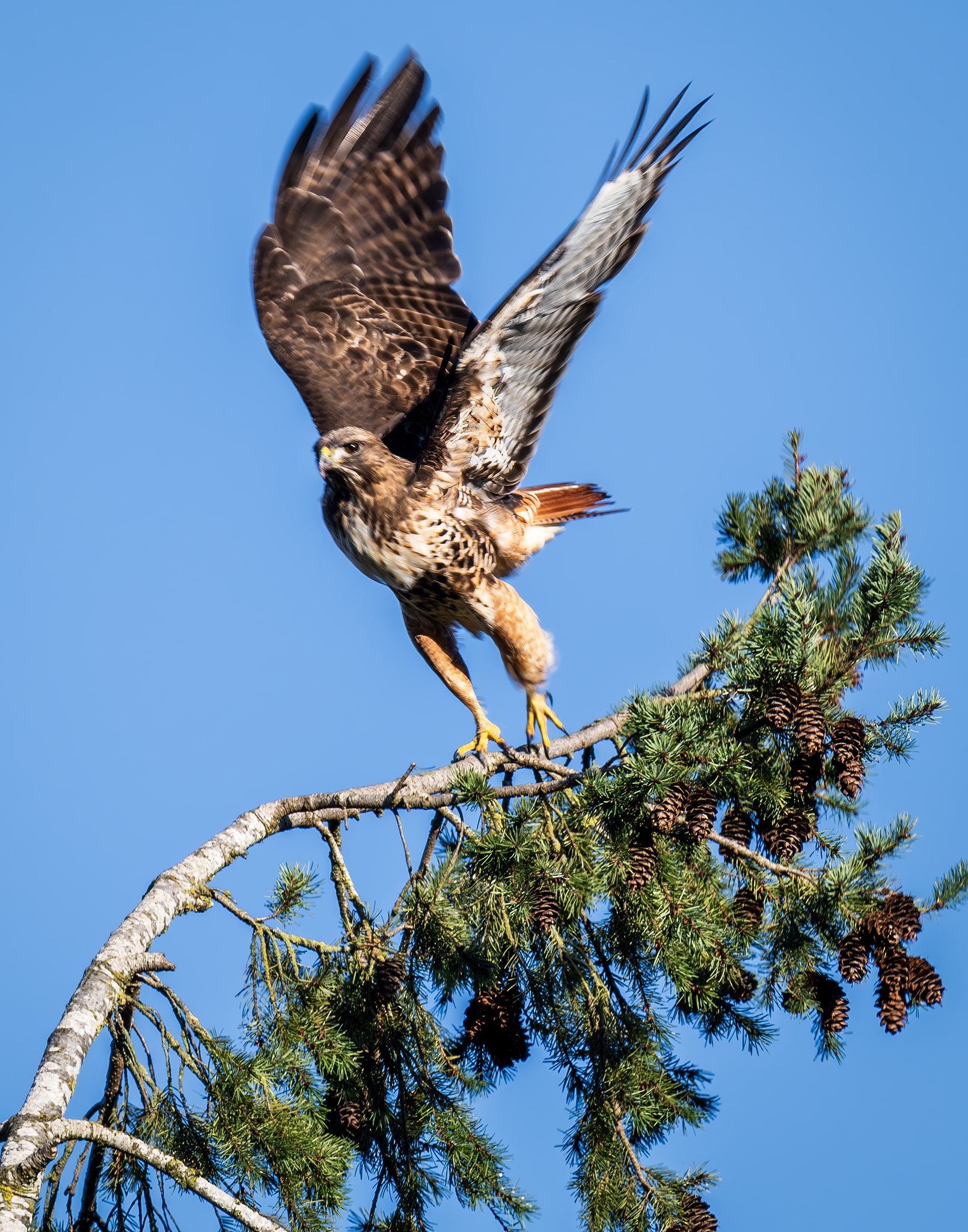 Breaking Perch
Red-Tail Hawk