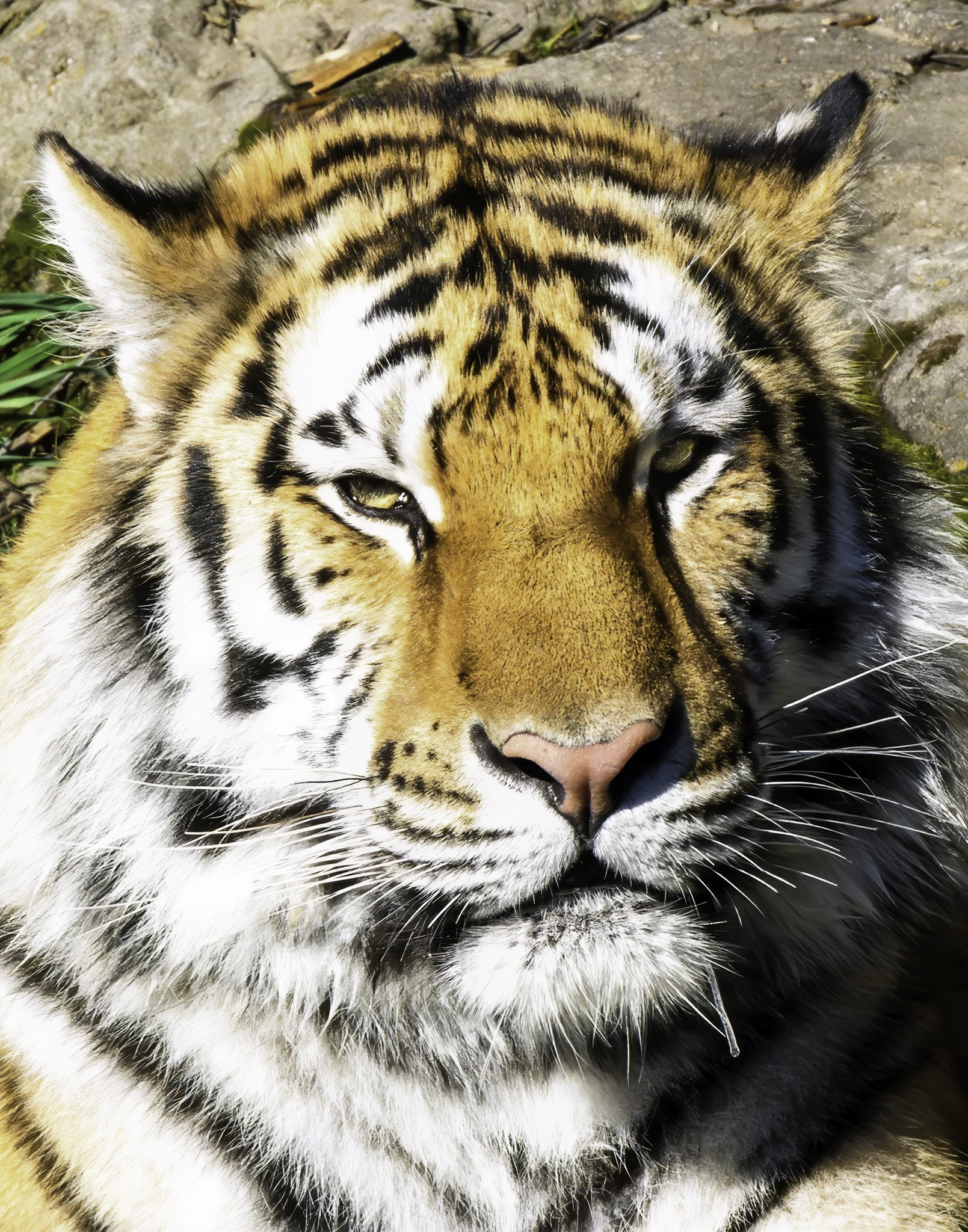 “Bengal tiger portrait.”