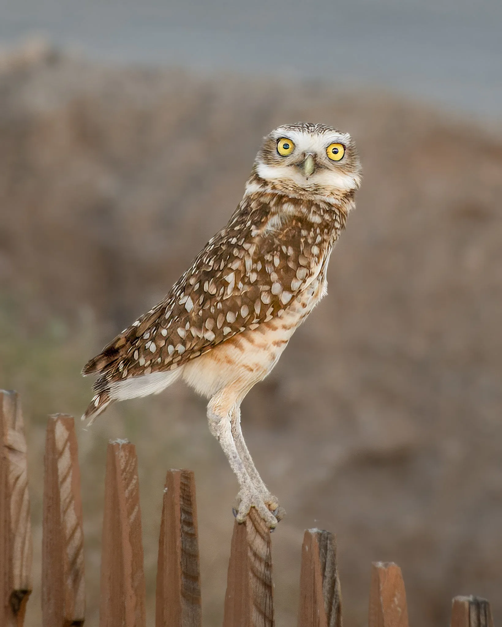 Watcher of the Dune
Arizona — Burrowing owl portrait.