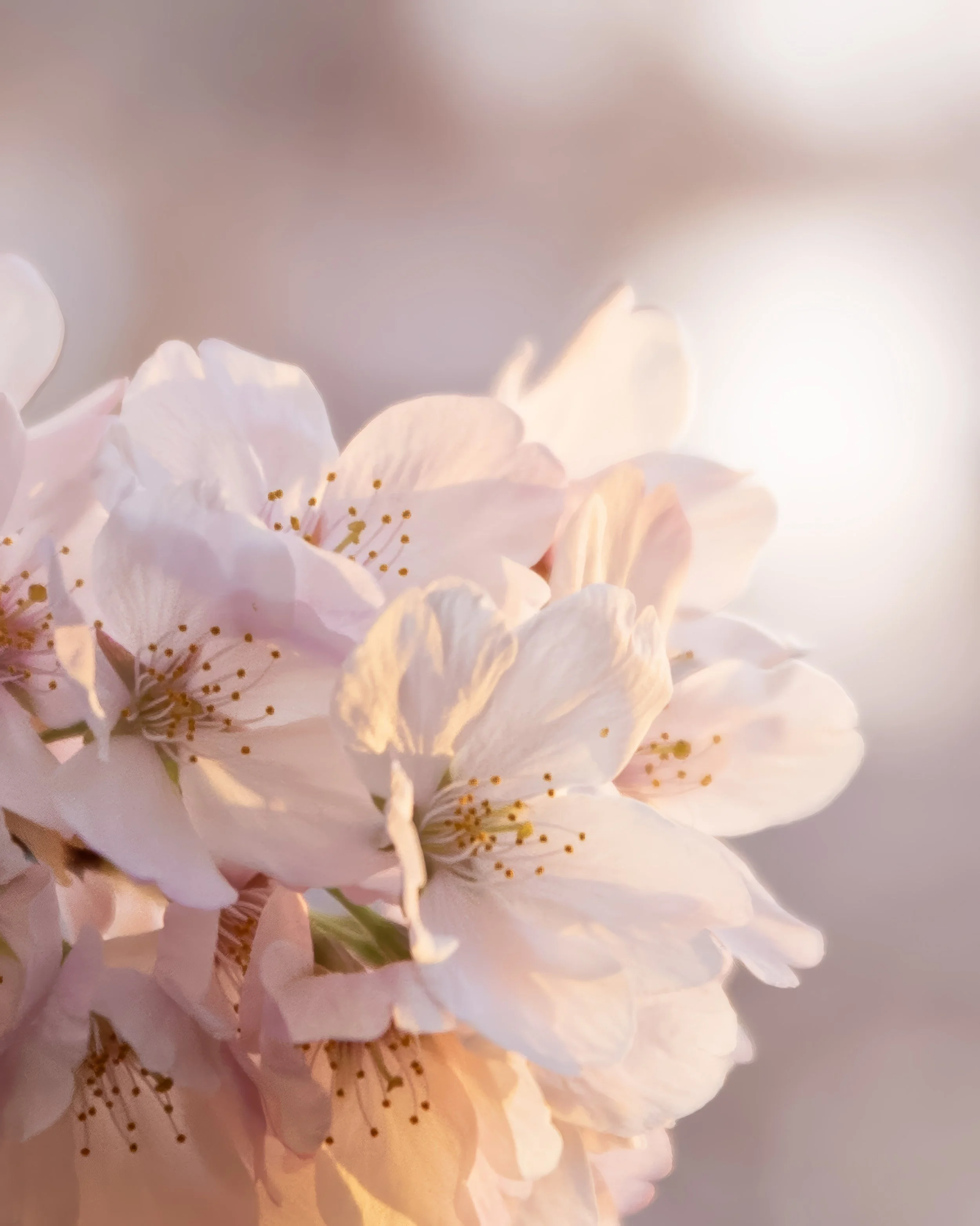 Pedals in Light
Cherry Blossoms