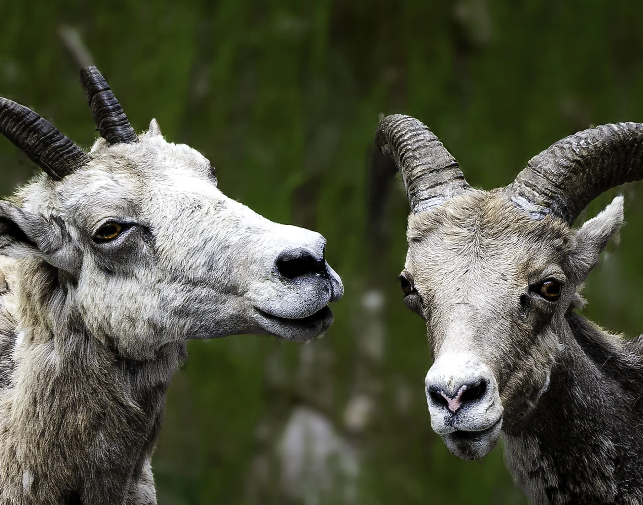 Kootenay National Park, Canadian Rockies — Bighorn sheep pair.