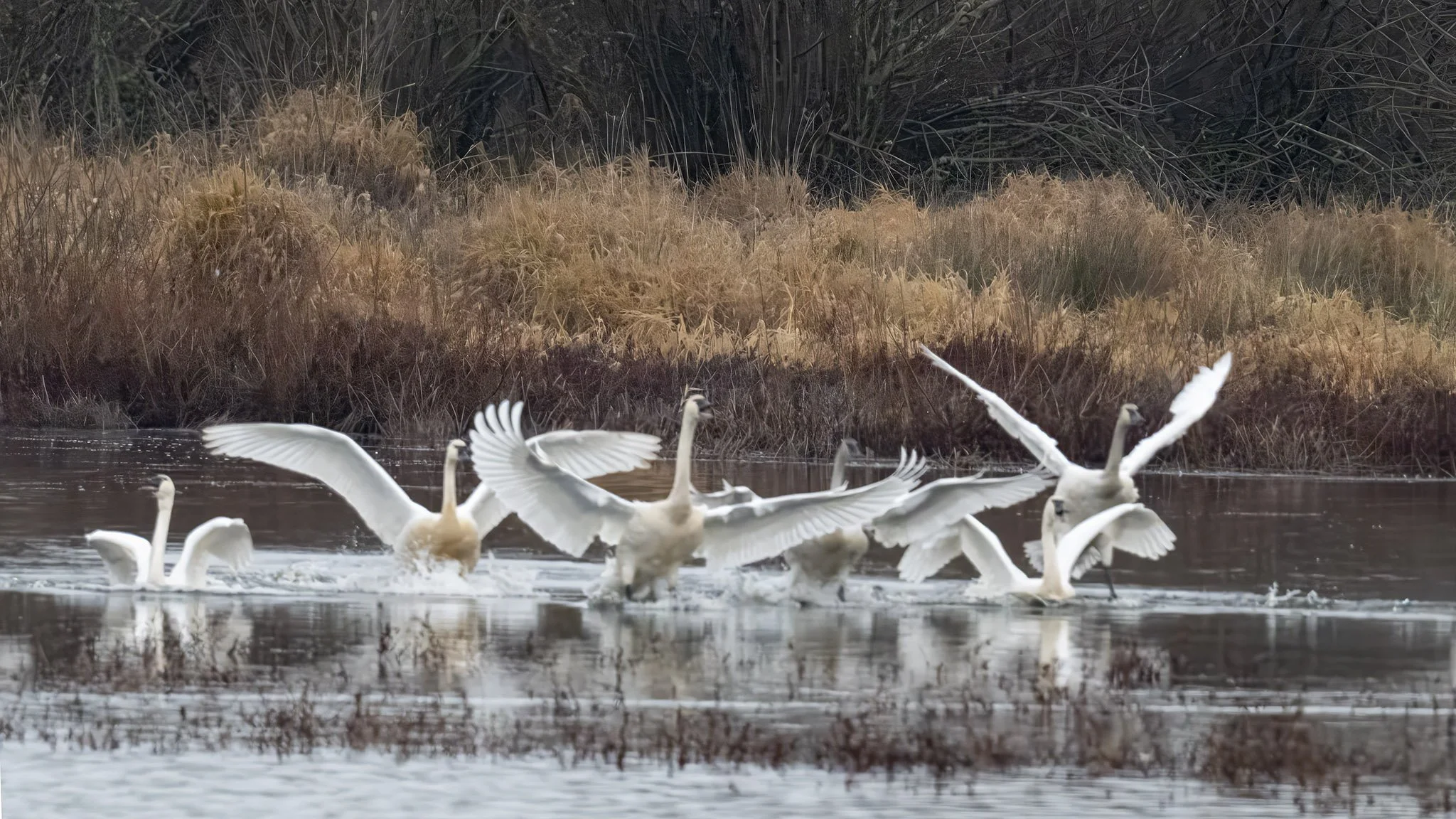 Lift of the Marsh
Tundra Swans