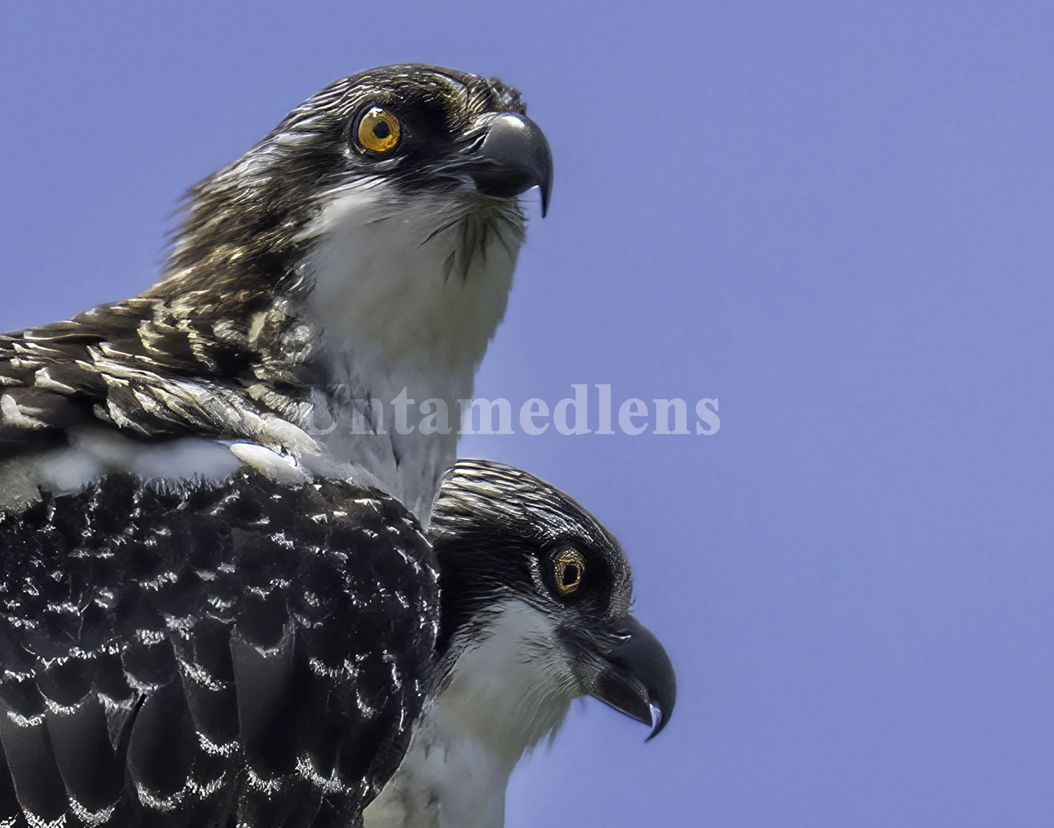 Twin Vigil
Oregon  — Osprey pair.