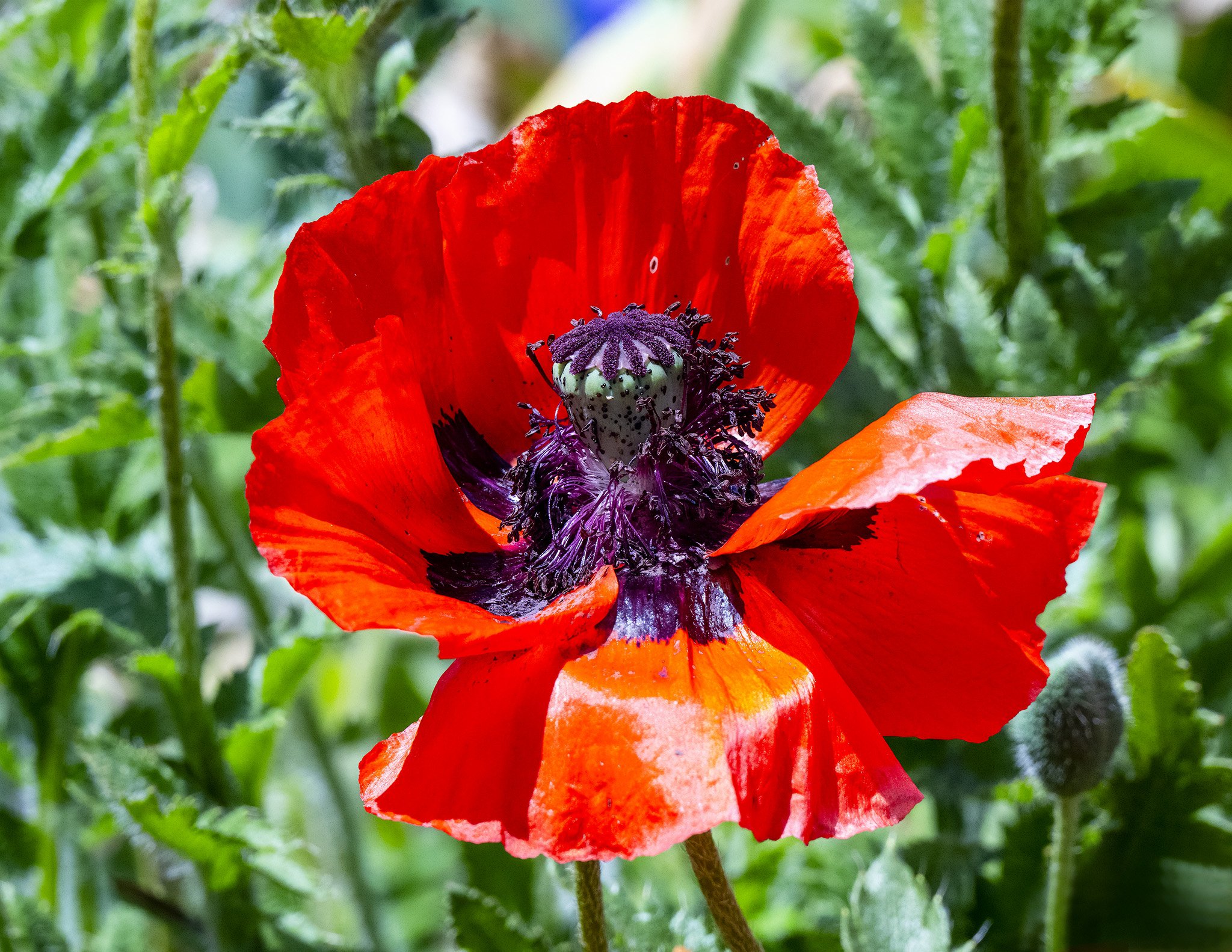 Oriental Poppy, Schreiner's Gardens, Marion County, Oregon
(2024-Oregon-Schreiner's Garden)
SS Orientalpoppy   1a copy.jpg