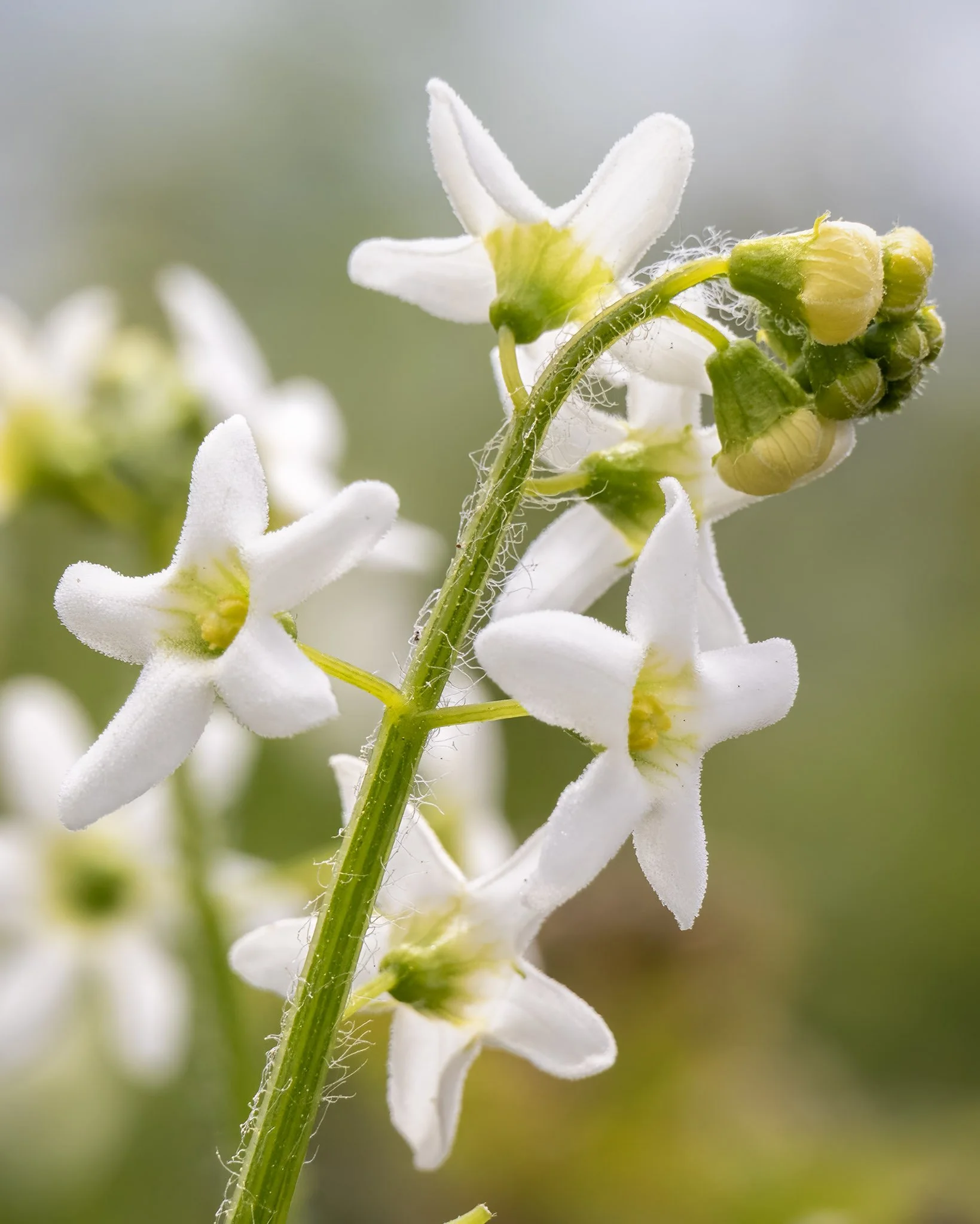 Soft Accent
American Nightshade