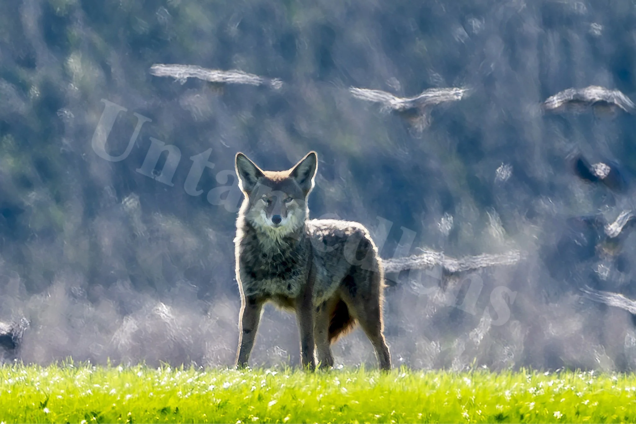 Patience
Coyote/Canadian Geese
Baskett Slough