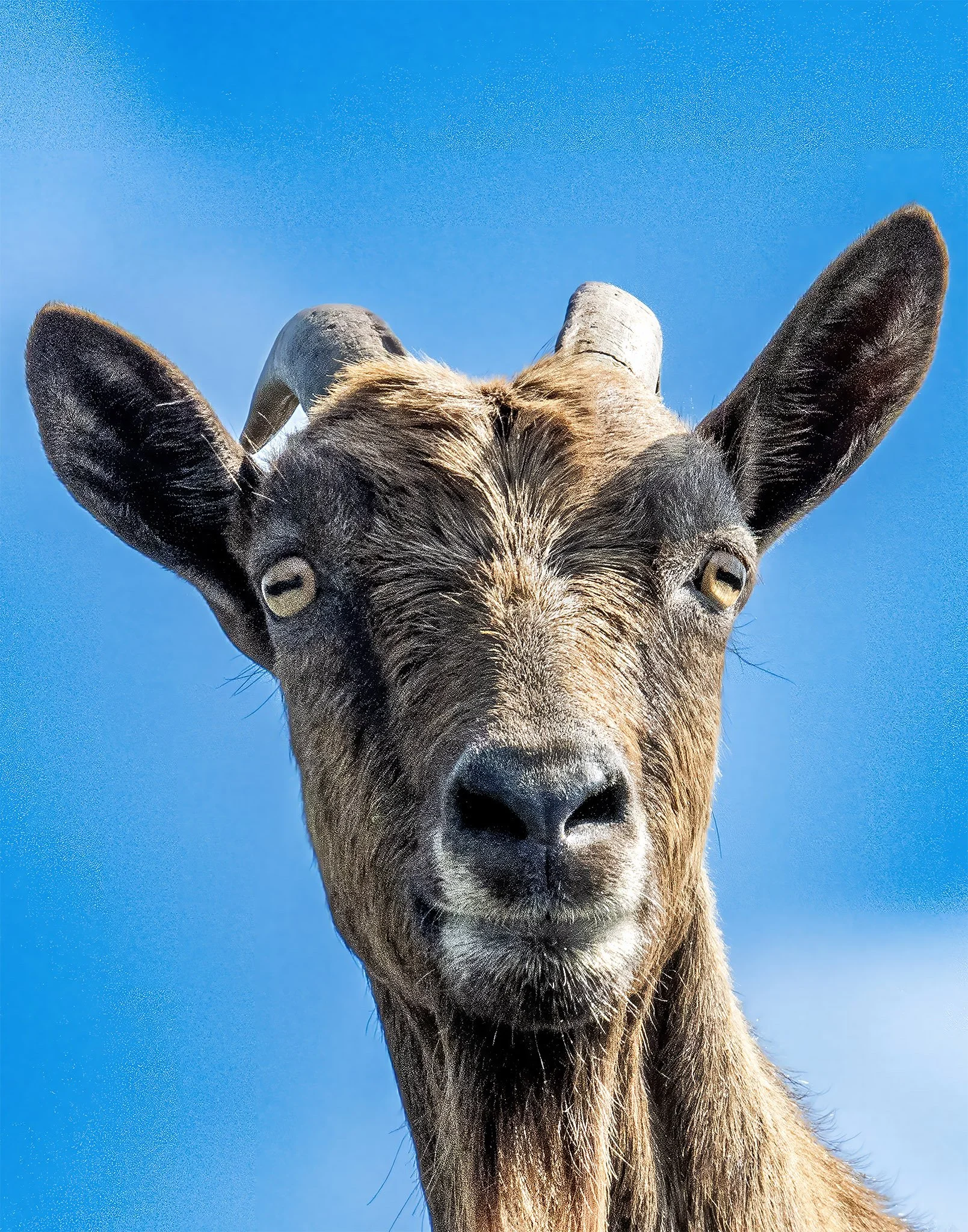 Big Island, Hawaii — Pygmy goat portrait.