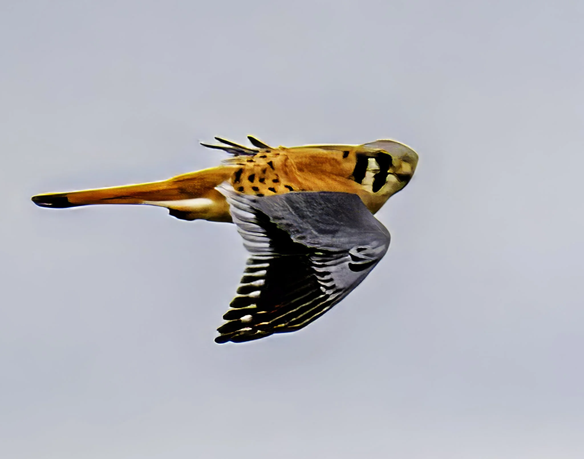 Sky Hunter
American Kestrel