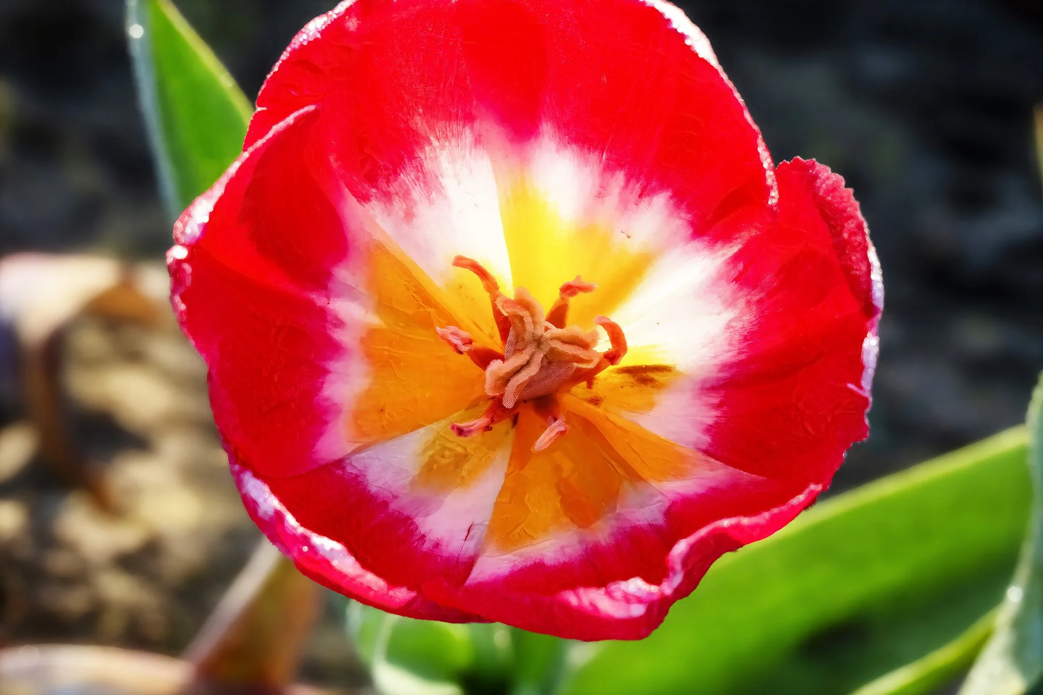 Tulip Redtop , Wooden Shoe Tulip Festival
(2024-Oregon-Wooden shoe Tulip Festival-Tulips 4-17-24)
SS Tulip redtop    1a copy.jpg