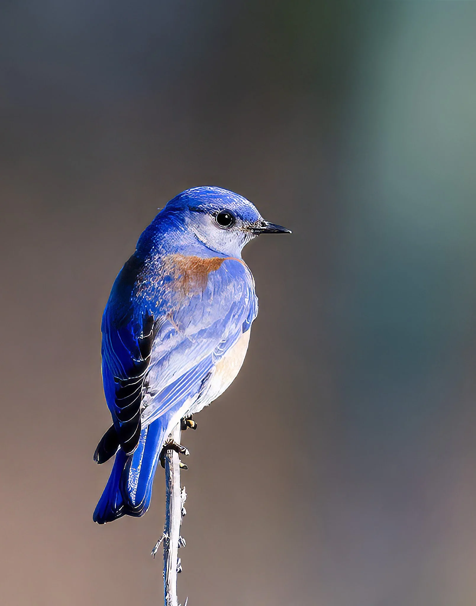 Oregon — Western bluebird in spring light