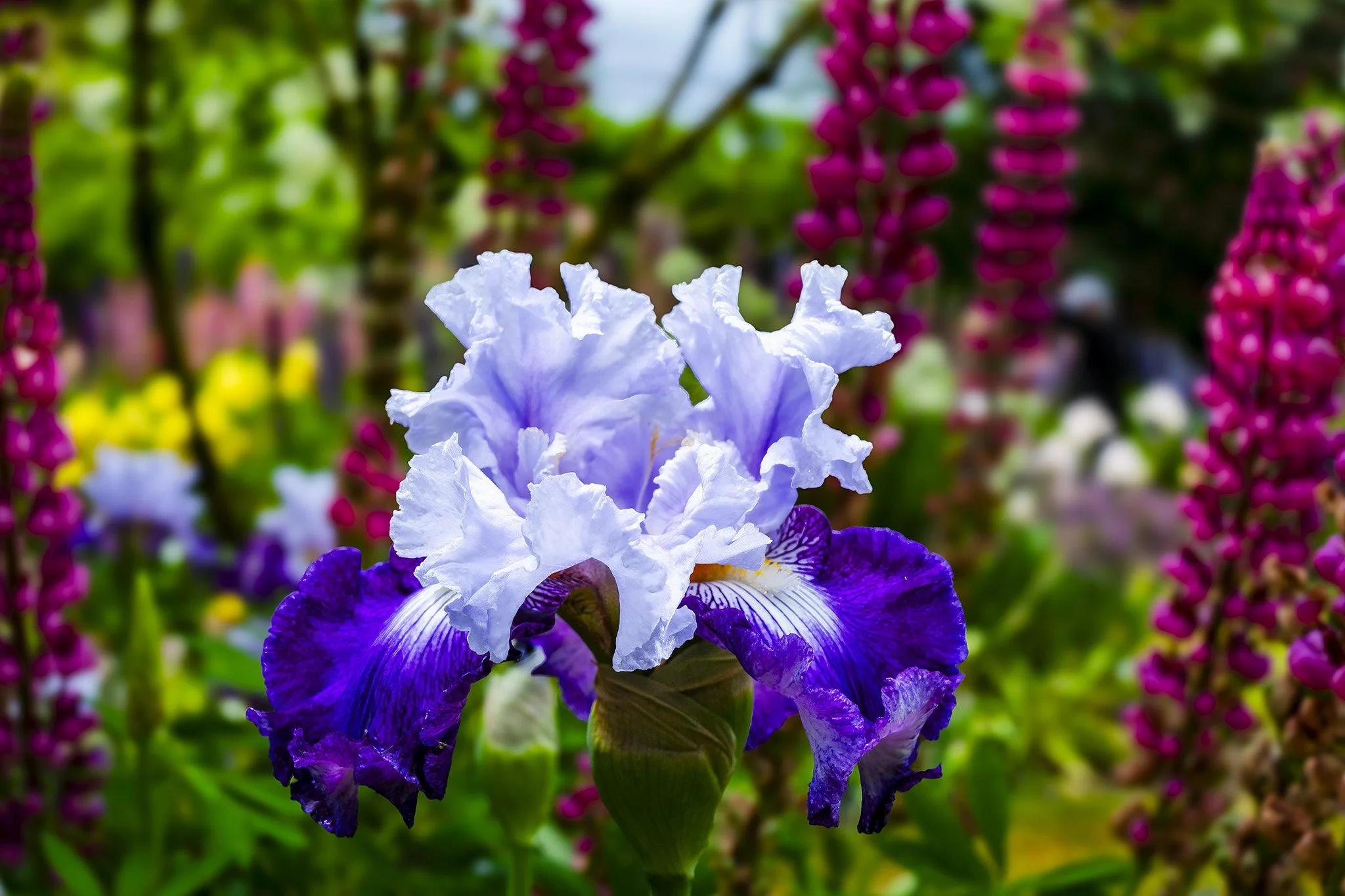 Bearded Iris, Schreiner's Garden, Marion County, Oregon
(2024-Oregon-Schreiner's Garden)
SS Bearded Iris.   1a copy.jpg