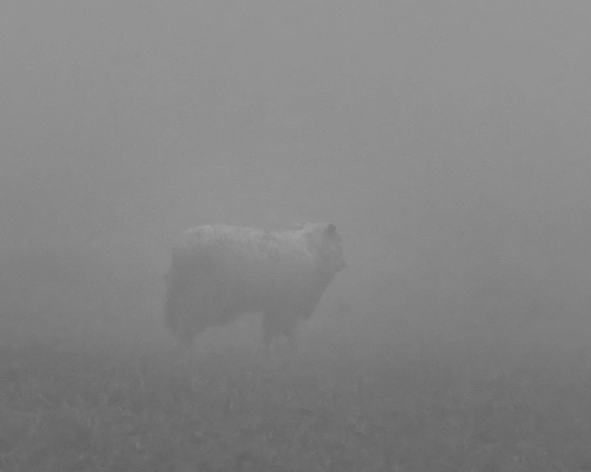 Veil of Silence
Sheep in fog