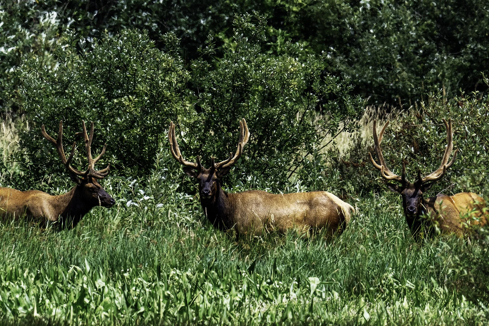 Ankeny National Wildlife Refuge, Oregon — Roosevelt elk in marsh habitat.