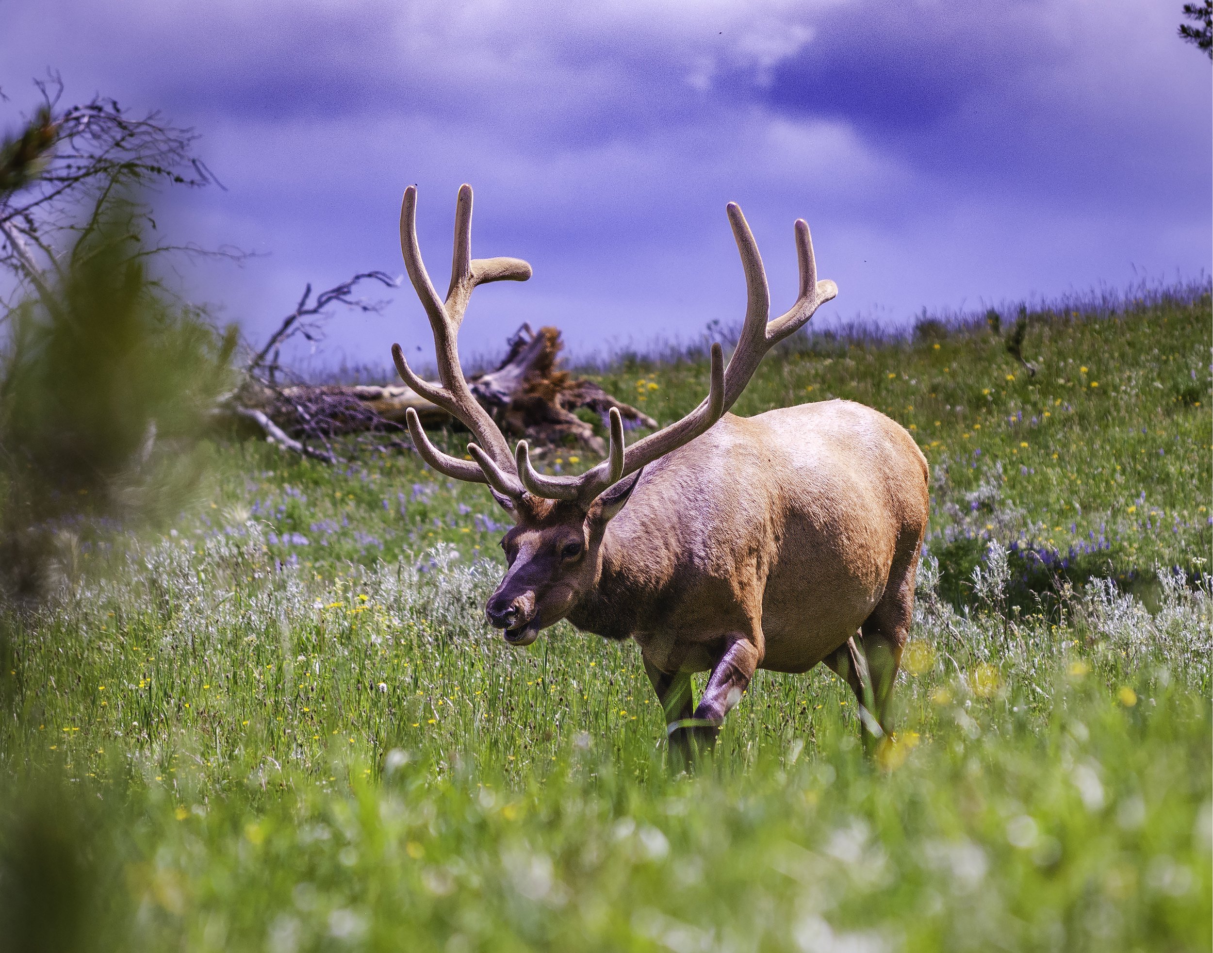 Velvet Antlers Web.jpg