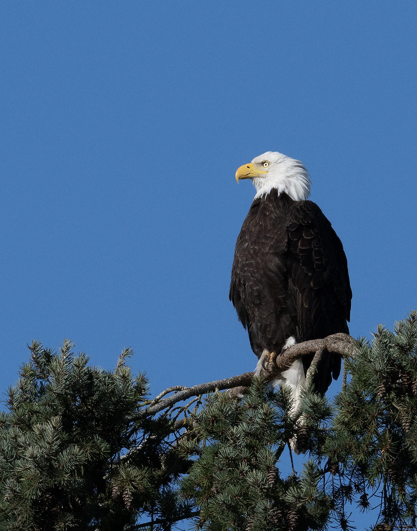 Oregon — Bald eagle overlooking landscape.