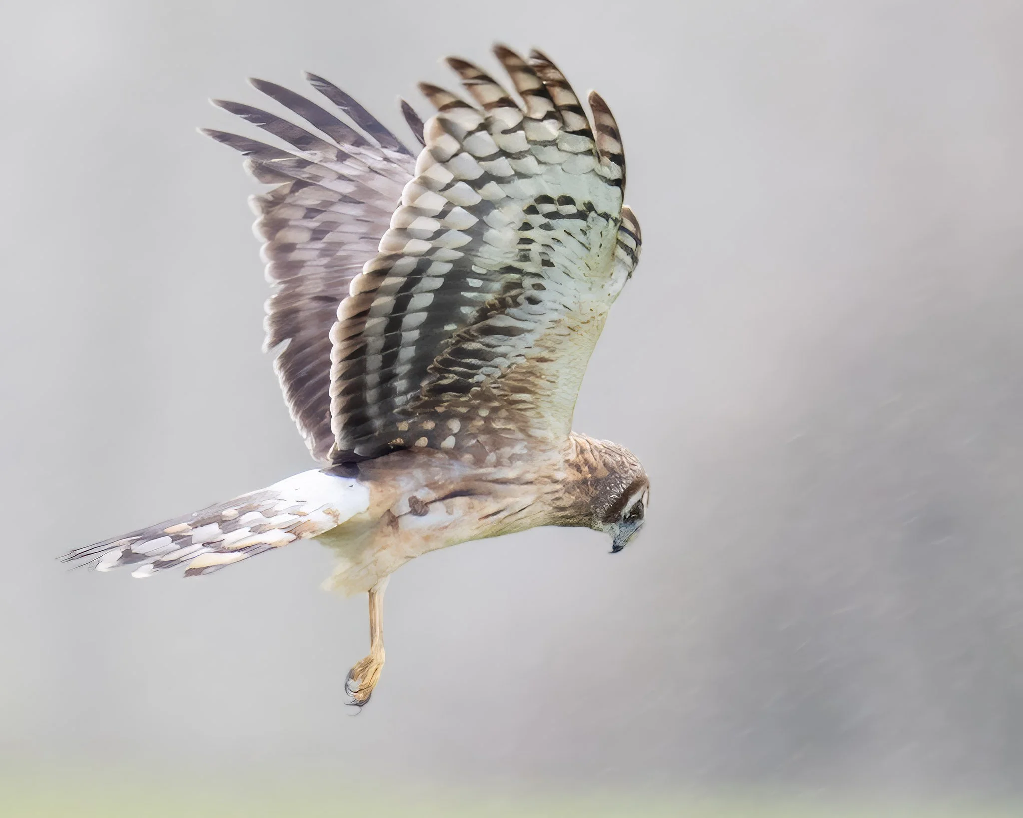 Field Hunter
Northern Harrier