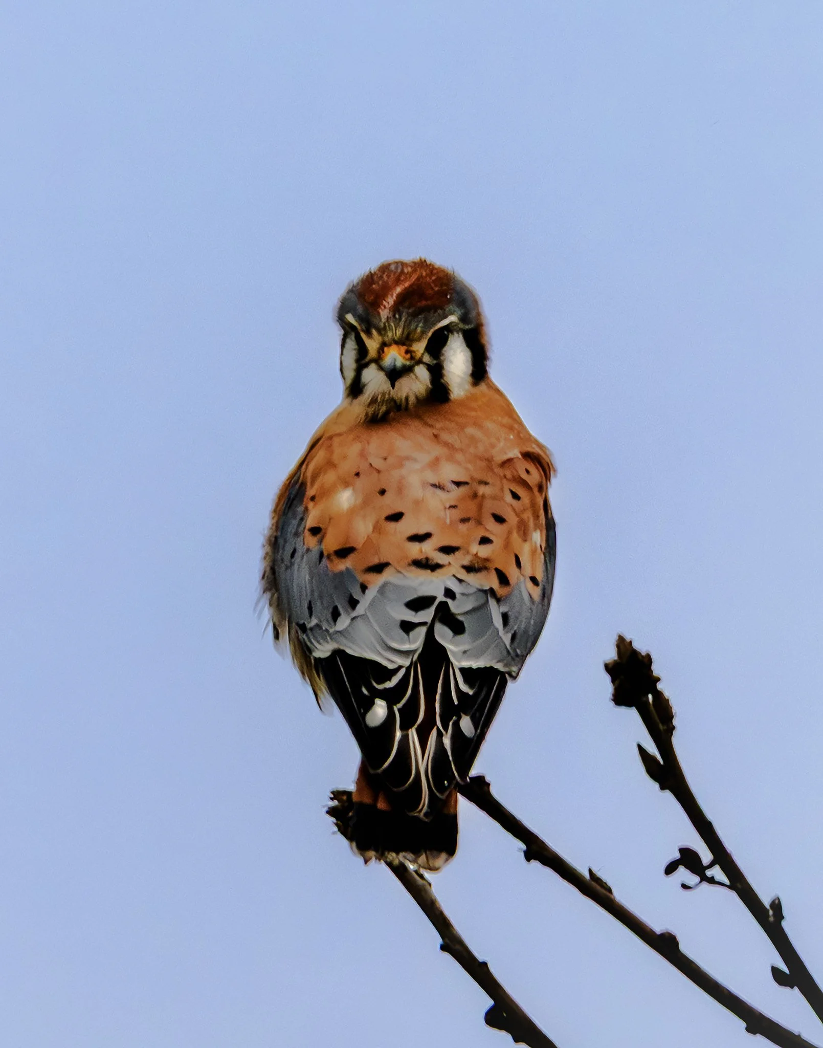 Oregon wetlands — American kestrel portrait.