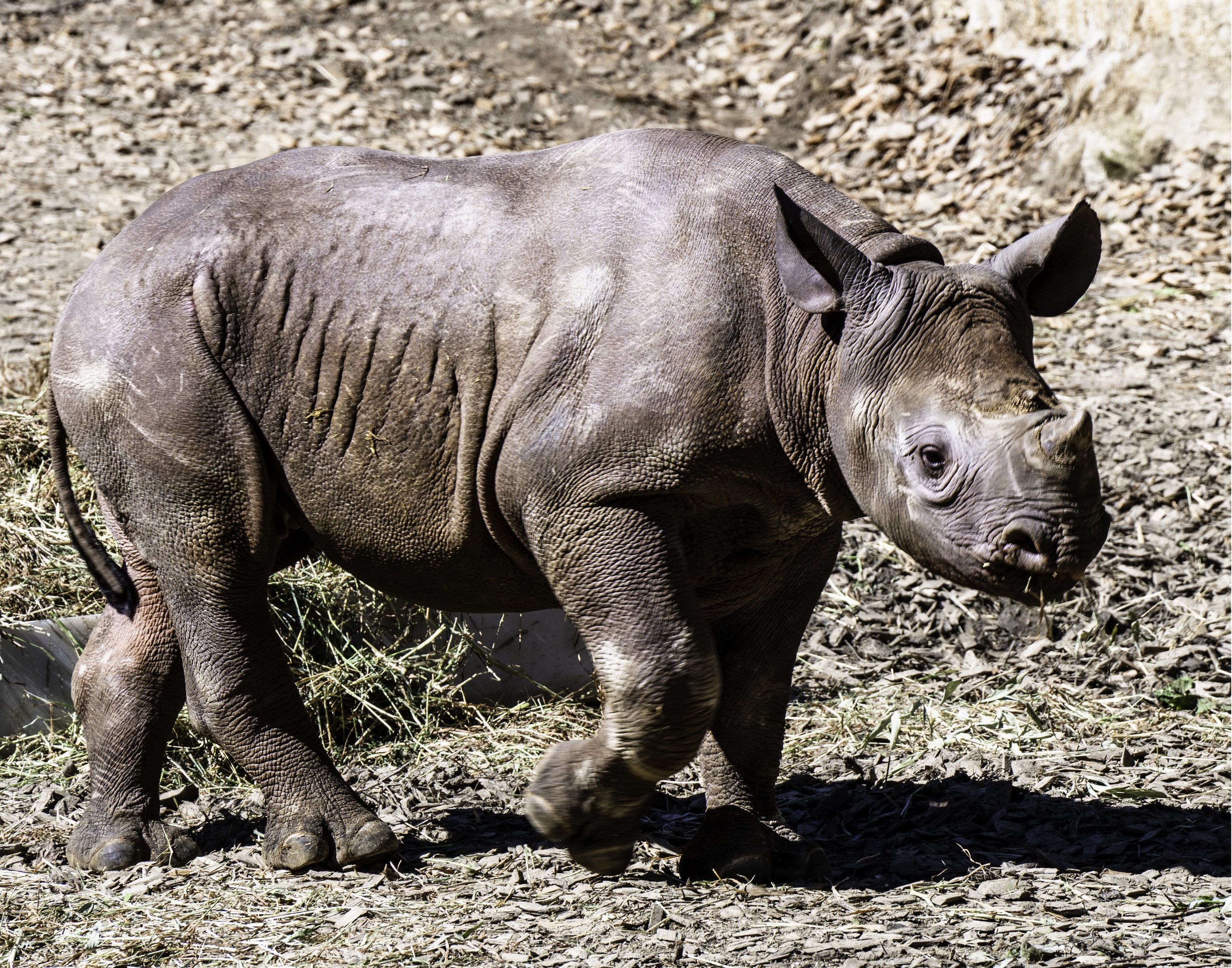 Young black rhino portrait.