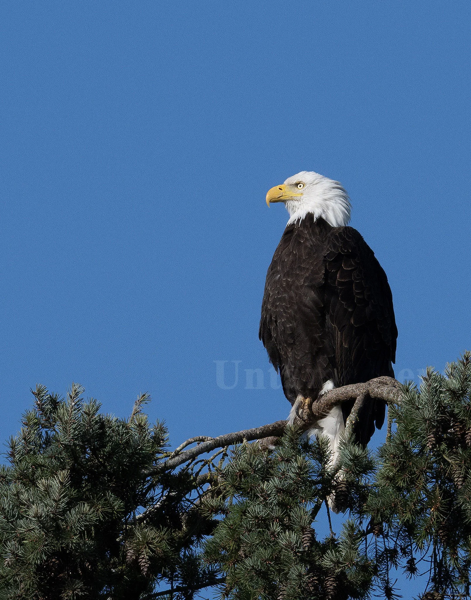 American Sentinel 
 Bald eagle overlooking landscape.