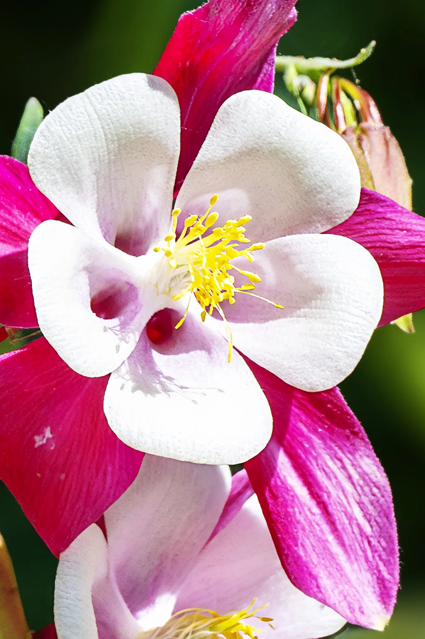 Columbine Flower, Schreiner's Gardens, Marion County, Oregon
(2024-Oregon-Schreiner's Gardens)
SS Columbine Flowers    1b copy.jpg