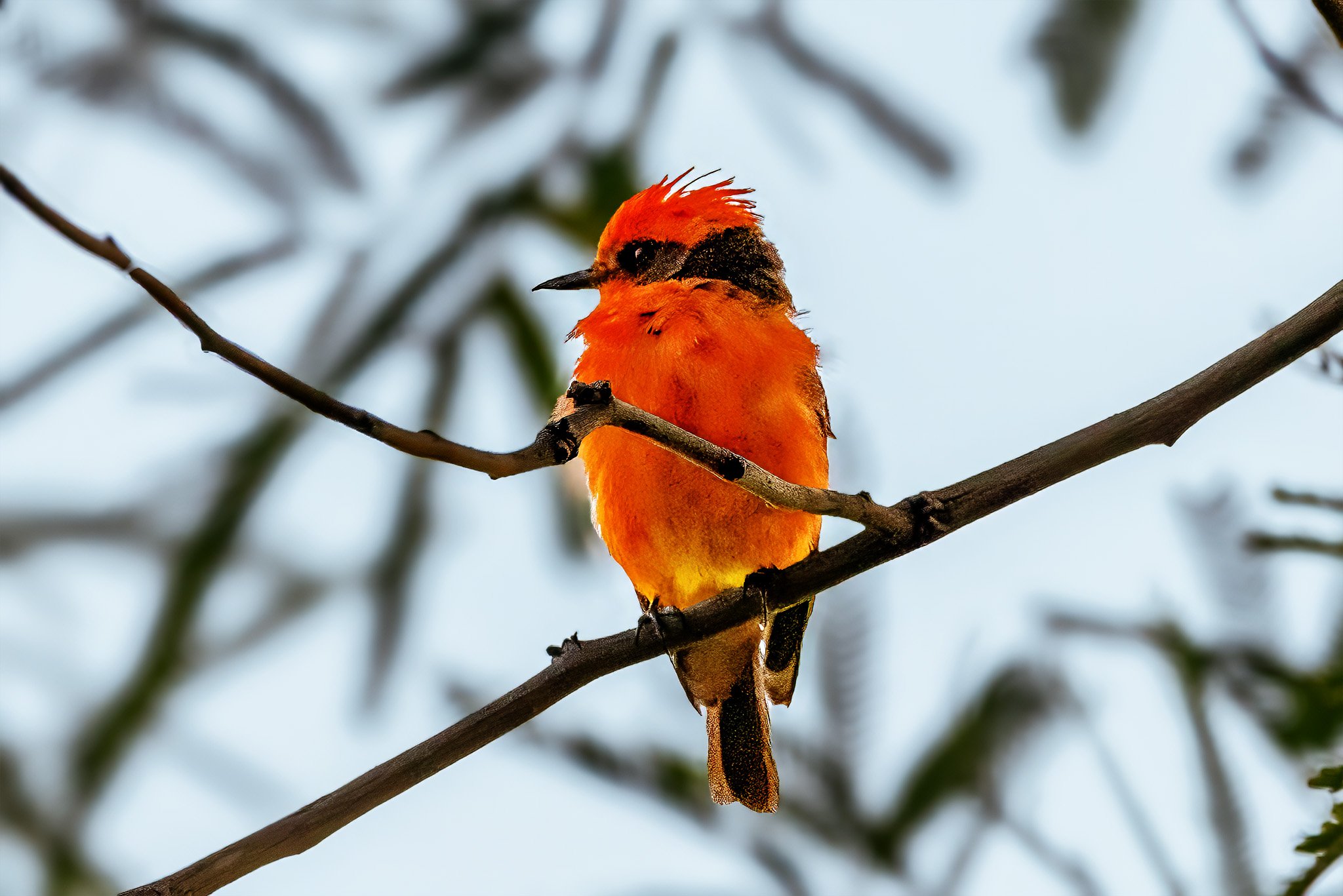 Vermillion Flycatcher, perched on a thin tree branch against a blurred background of leaves and sky.