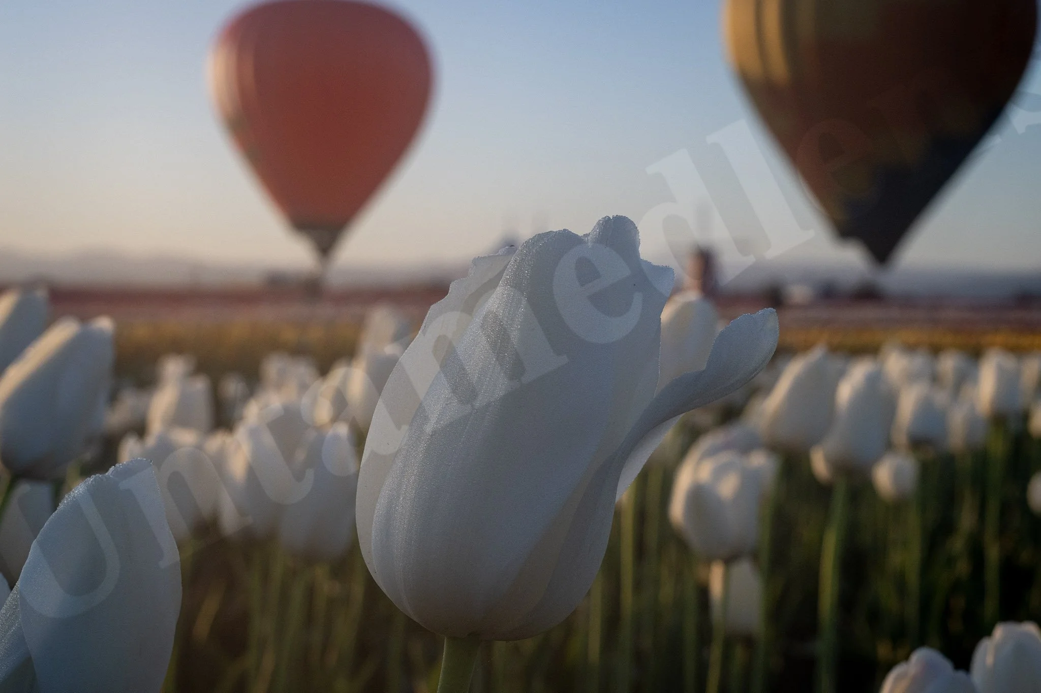 Tulip Morning