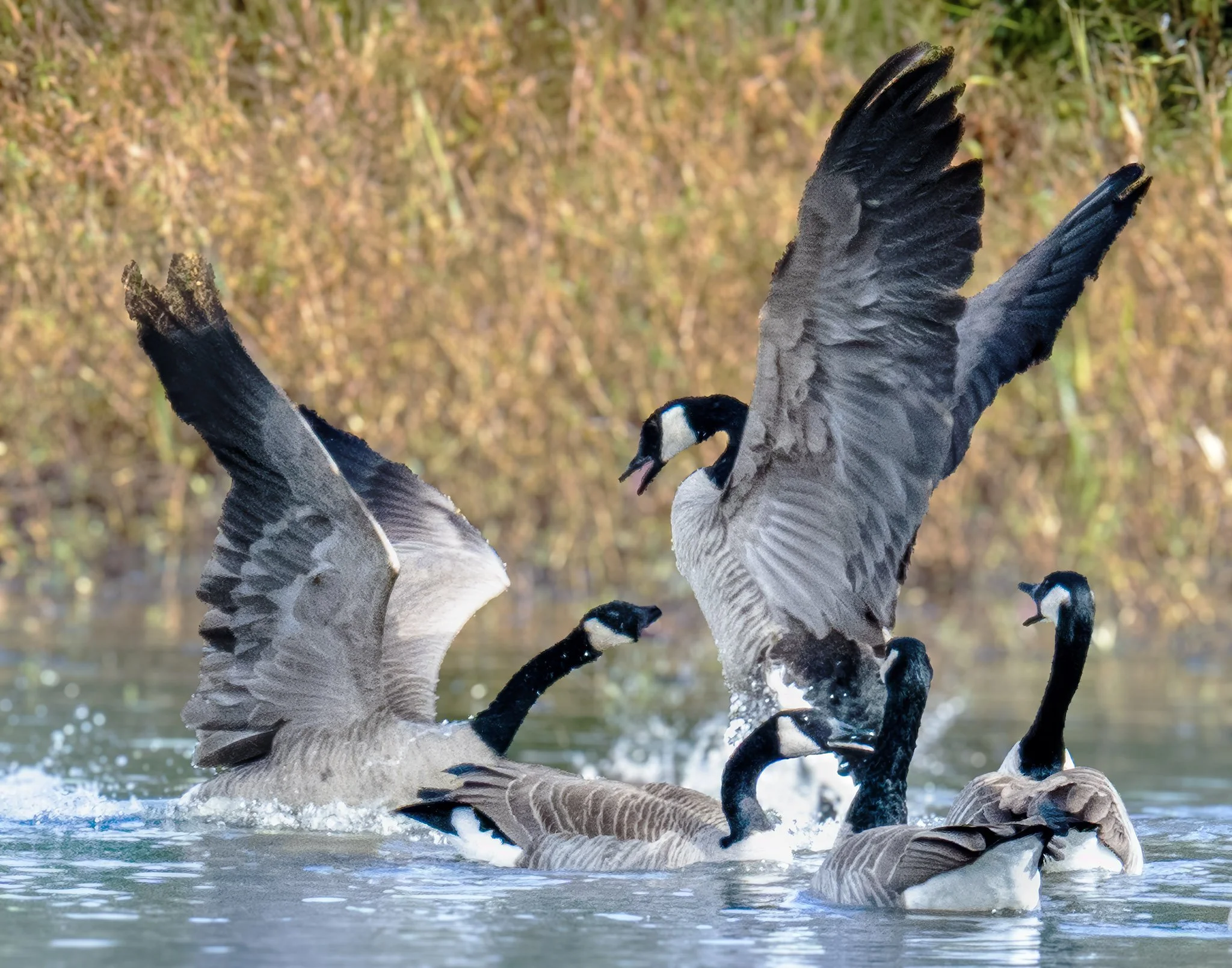 Breaking Point
Canadian Geese