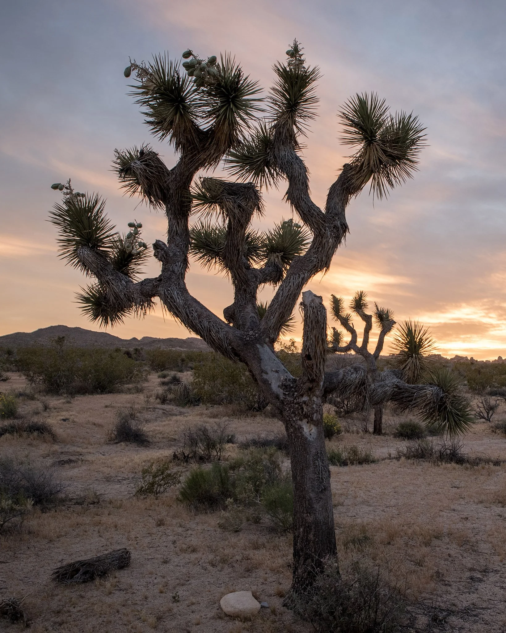 Where the desert waits=-joshua Tree