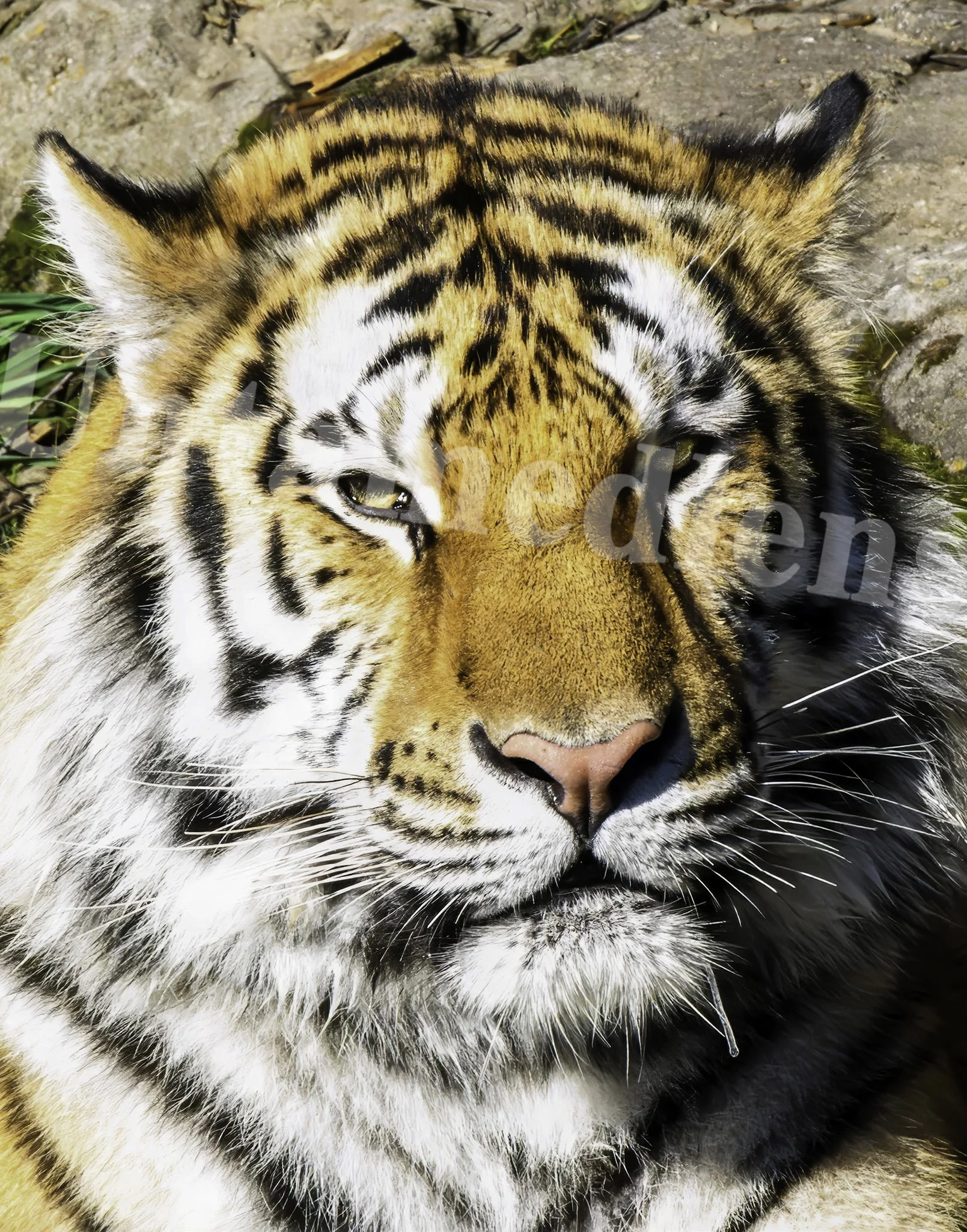 “Bengal tiger 
Oregon Zoo