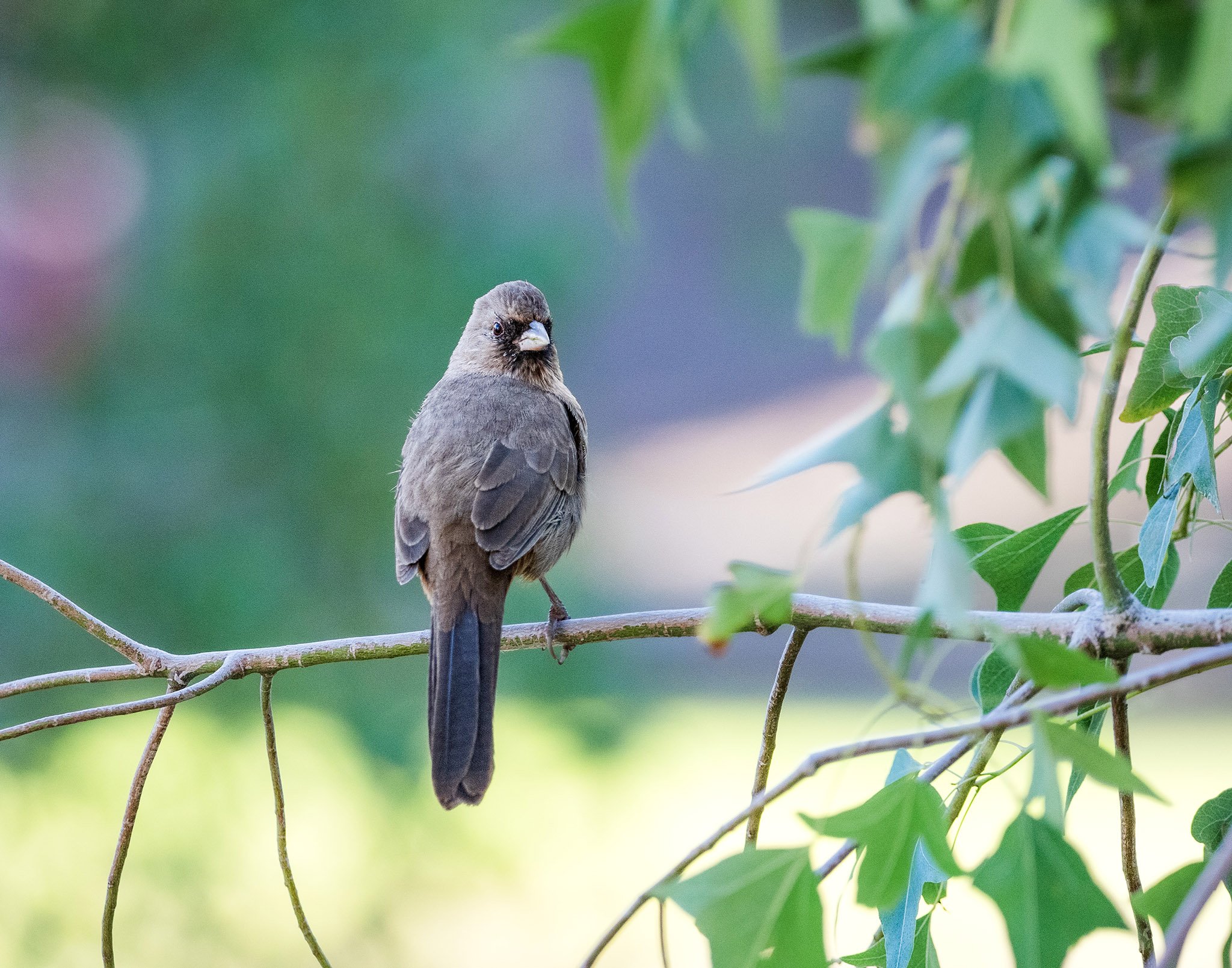 Arizona — Towhee in desert habitat.