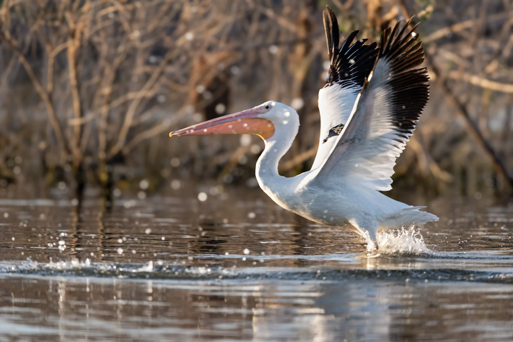 Waterline Ascent
White Pelican