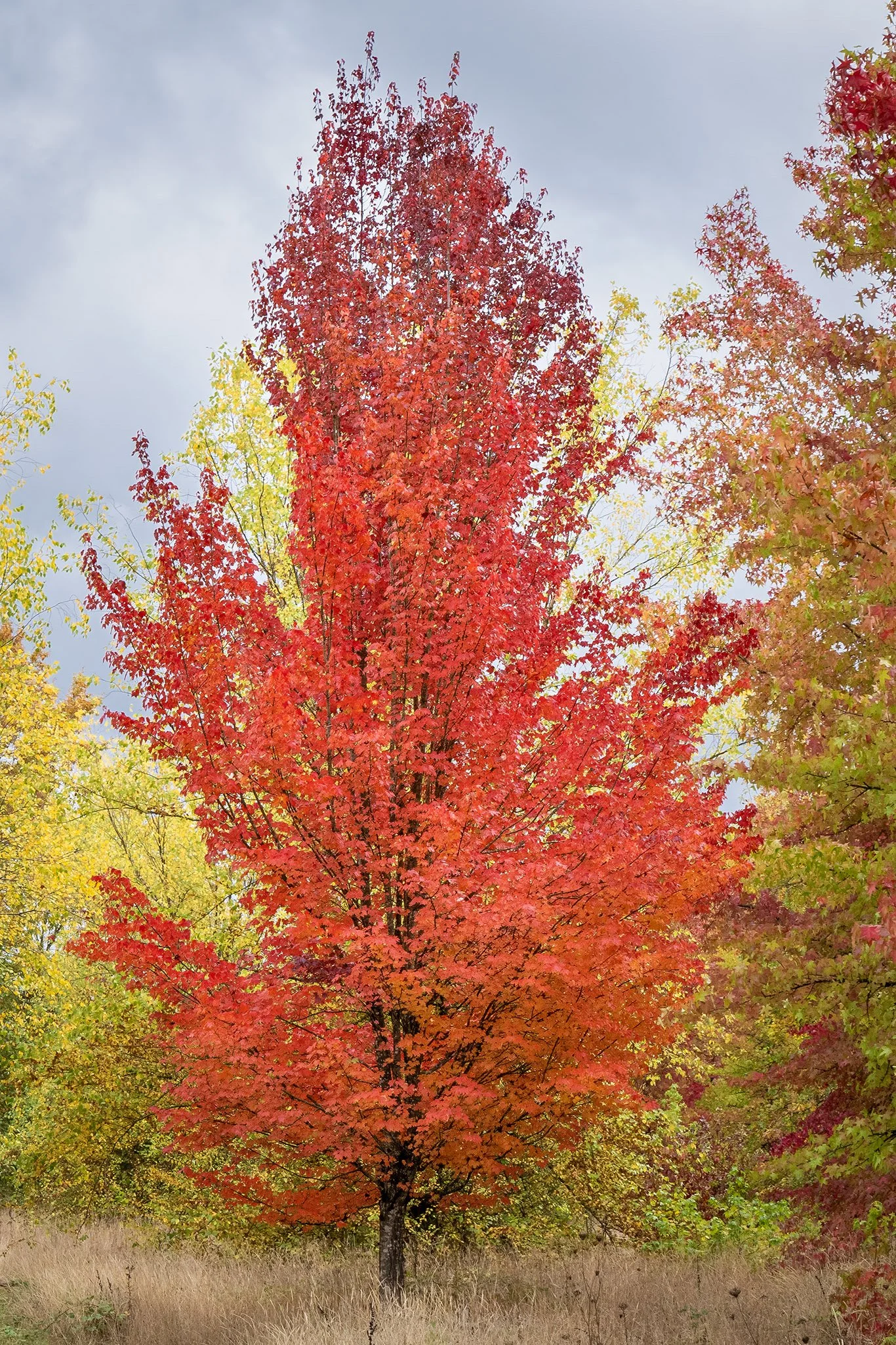 Autumn Flame
Red Blaze Maple Tree