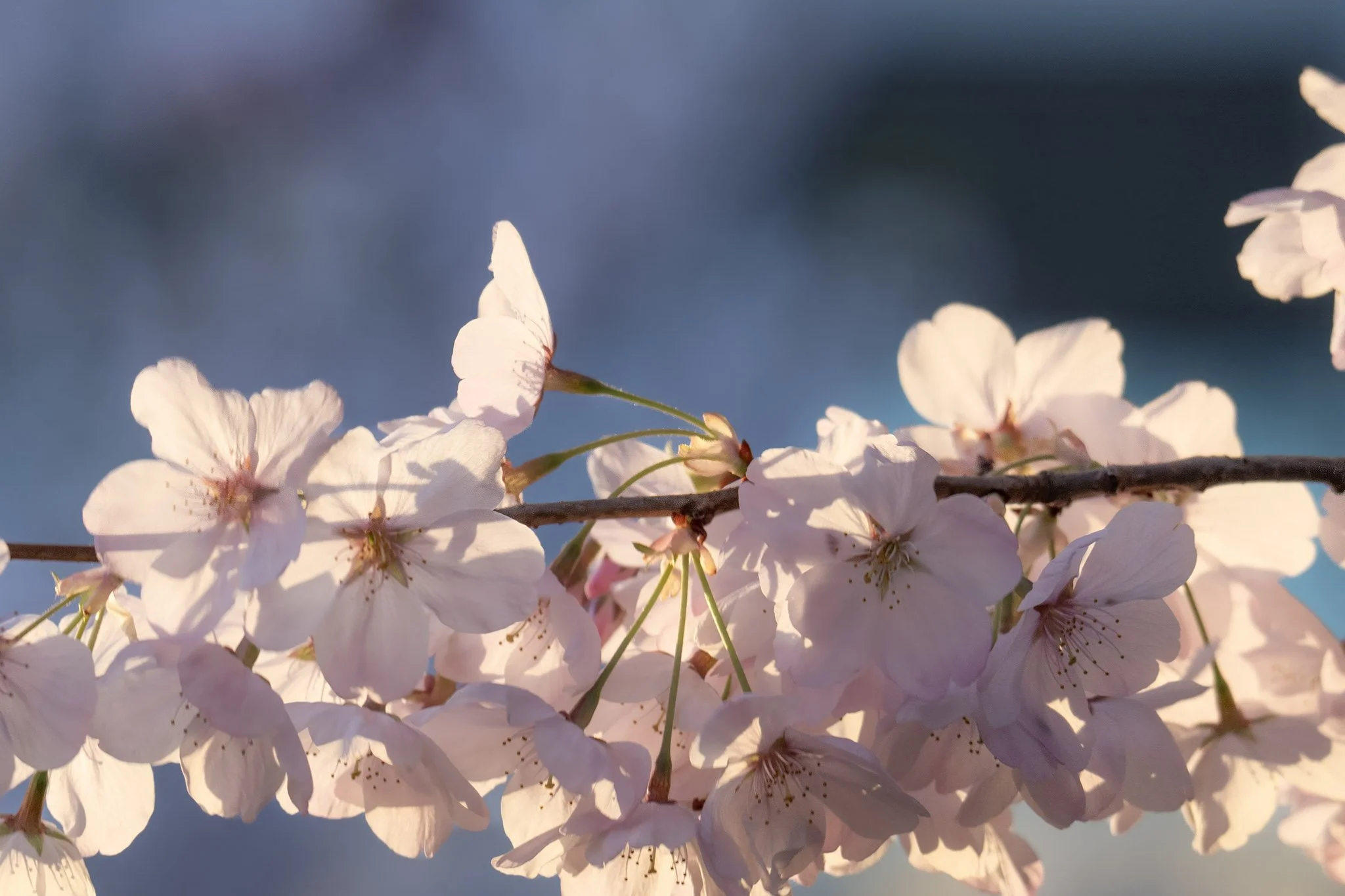 Golden Drift
Cherry Blossoms
