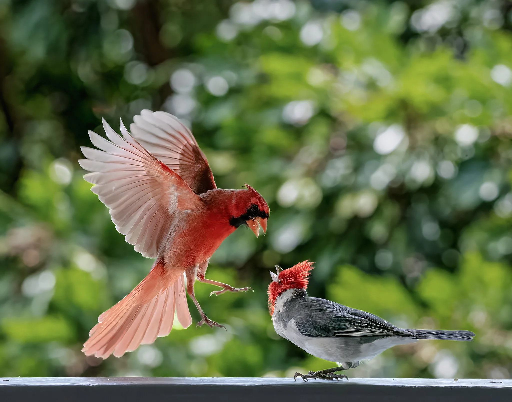Garden setting — Northern cardinals interaction.