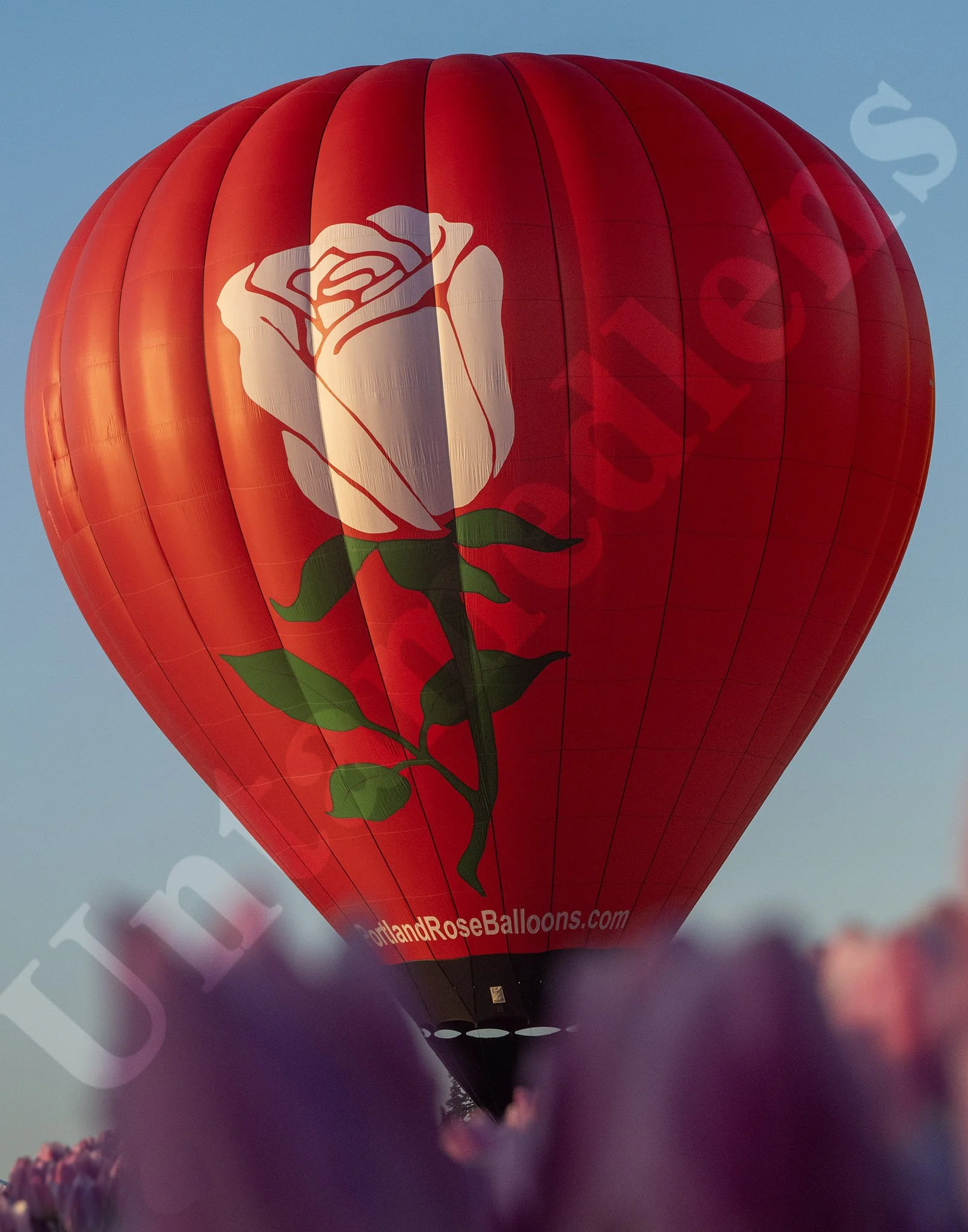 Rose Rising