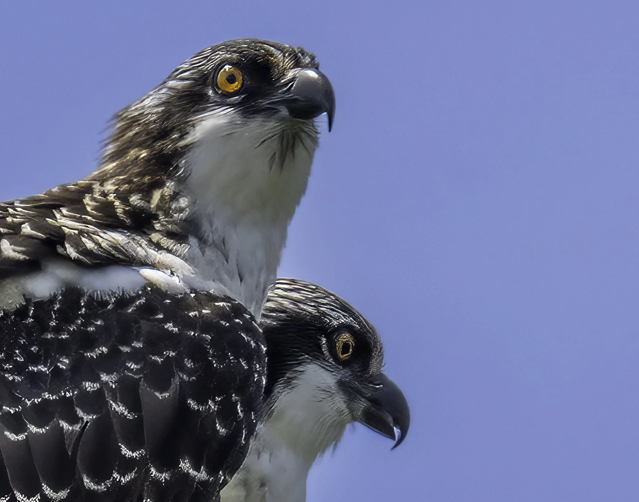 Oregon  — Osprey pair.