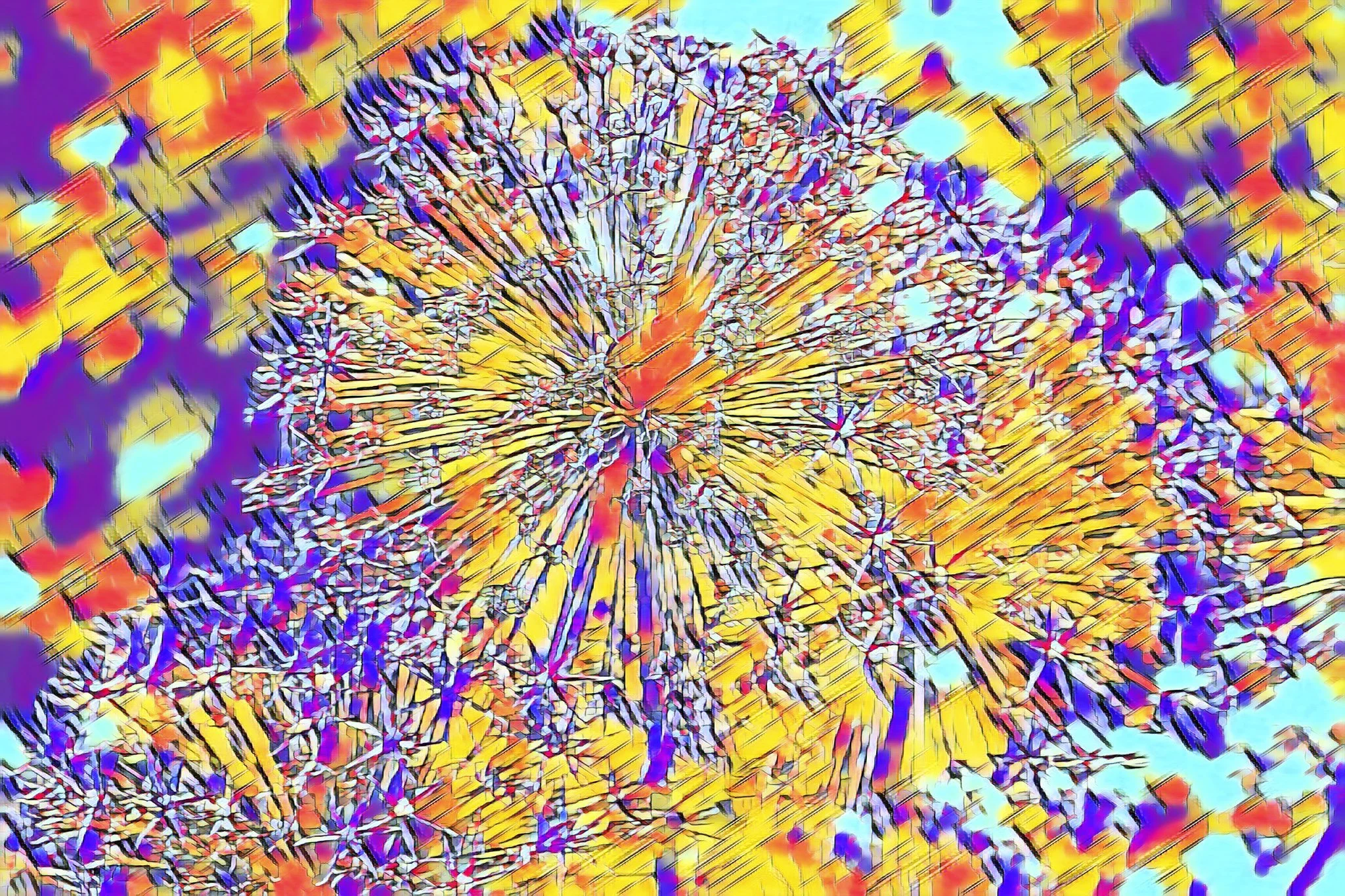 Chromatic Bloom   
(Year 2024-Oregon-Schreiner's Garden- Saved Pics to view)
SS Chromatic Bloom  12a copy.jpg