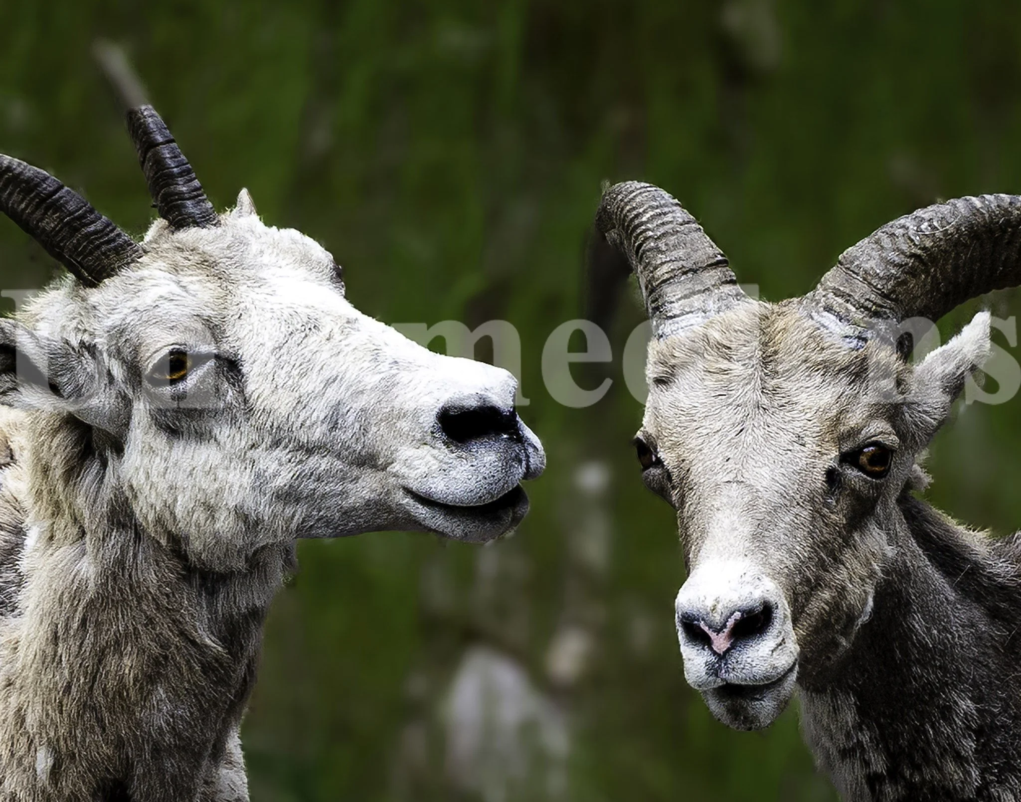High Country Exchange
Long Horn Sheep
Kootenay National Park,
