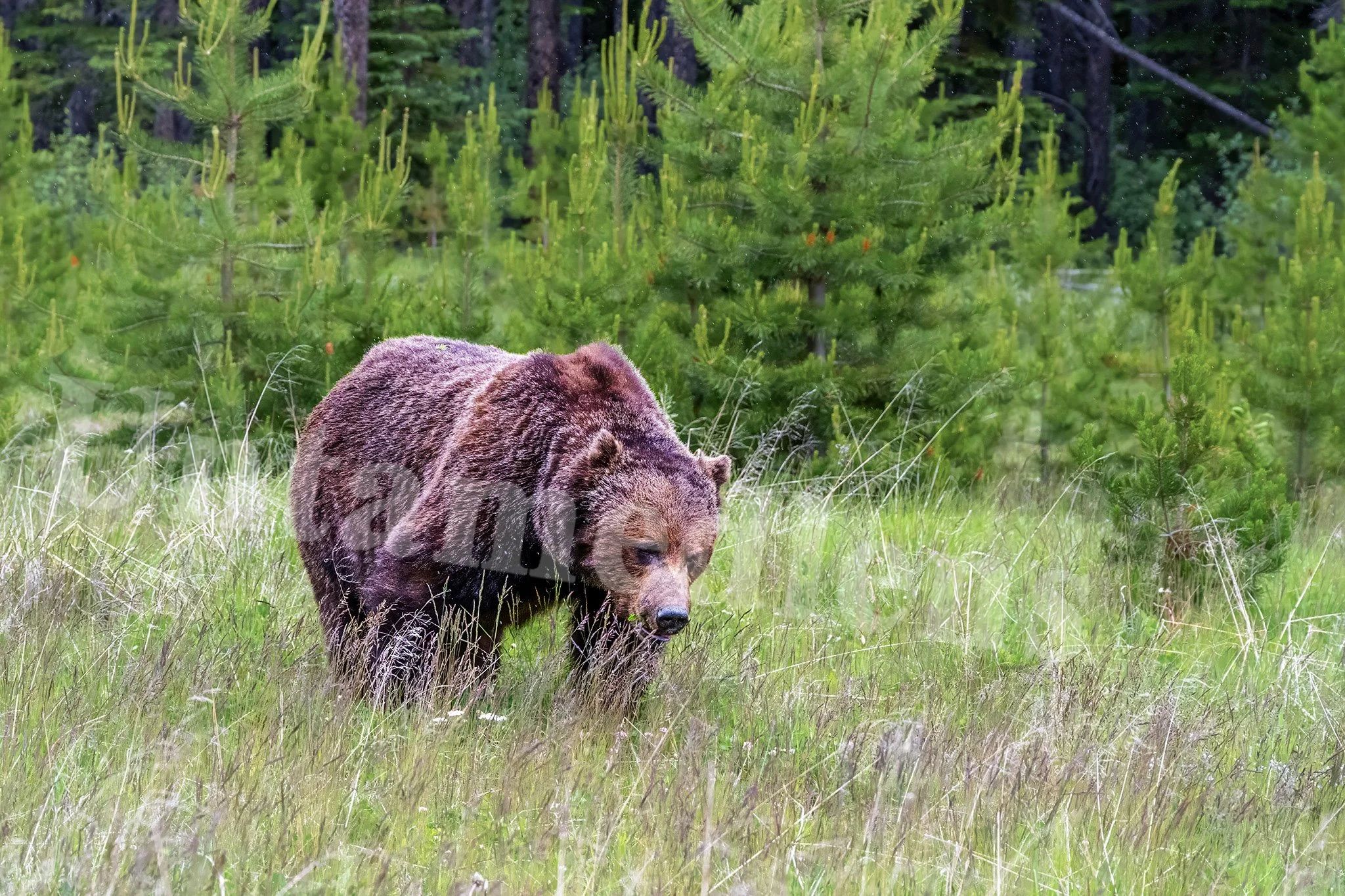 The Boss 
Grizzly Bear
Canada