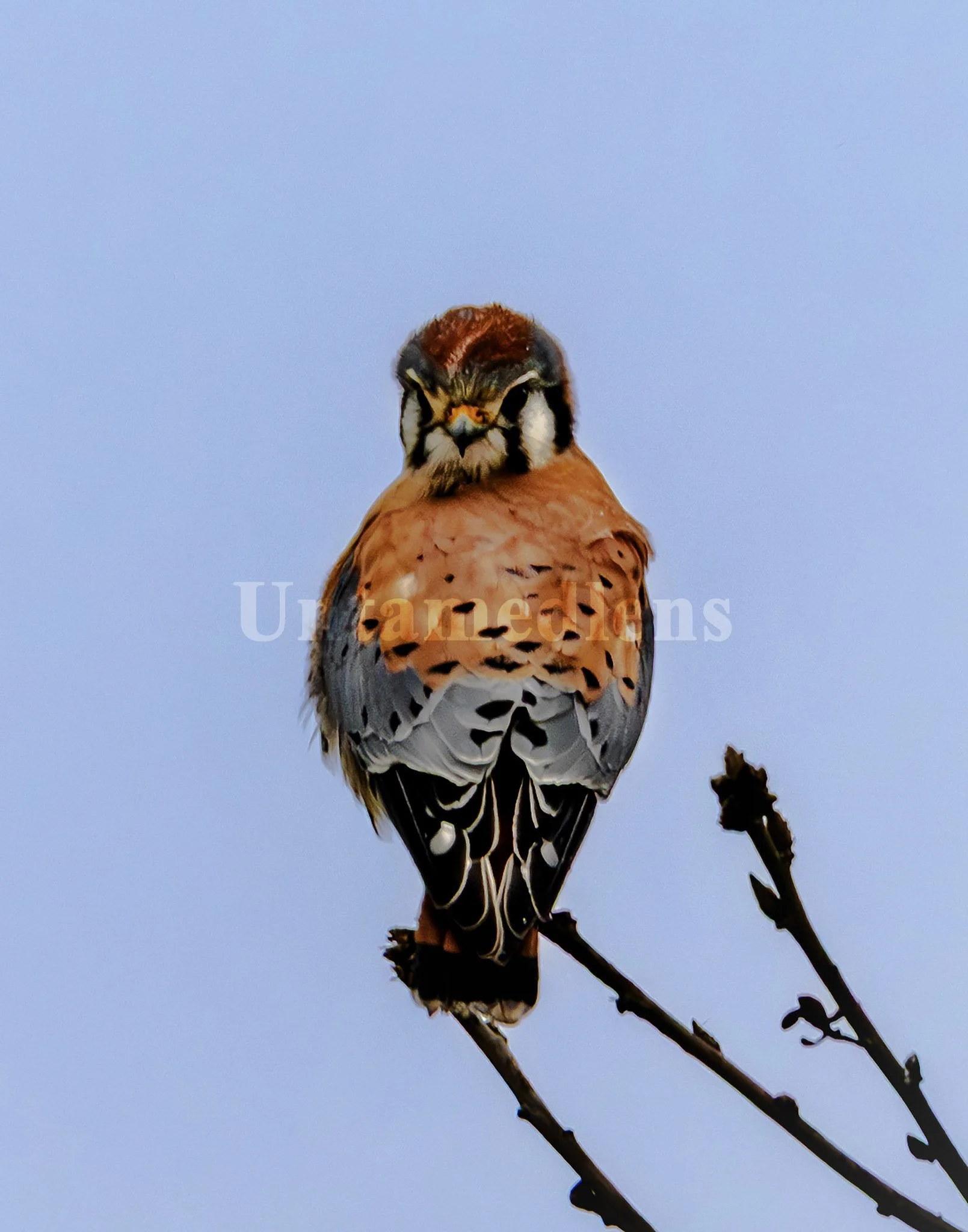 Winter Watch
American kestrel portrait.